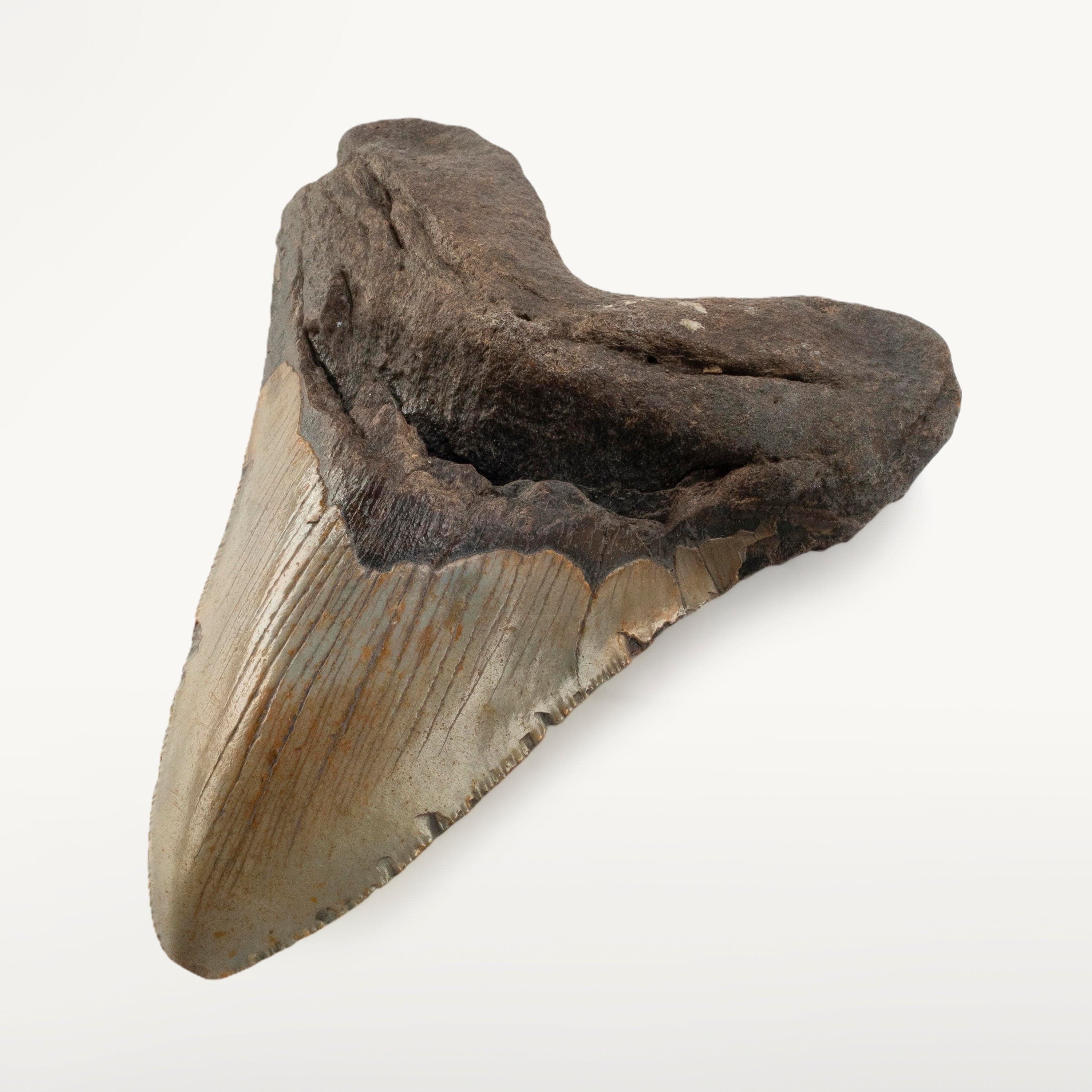 Kalifano Megalodon Teeth Megalodon Tooth from South Carolina - 5.4" ST3200.021