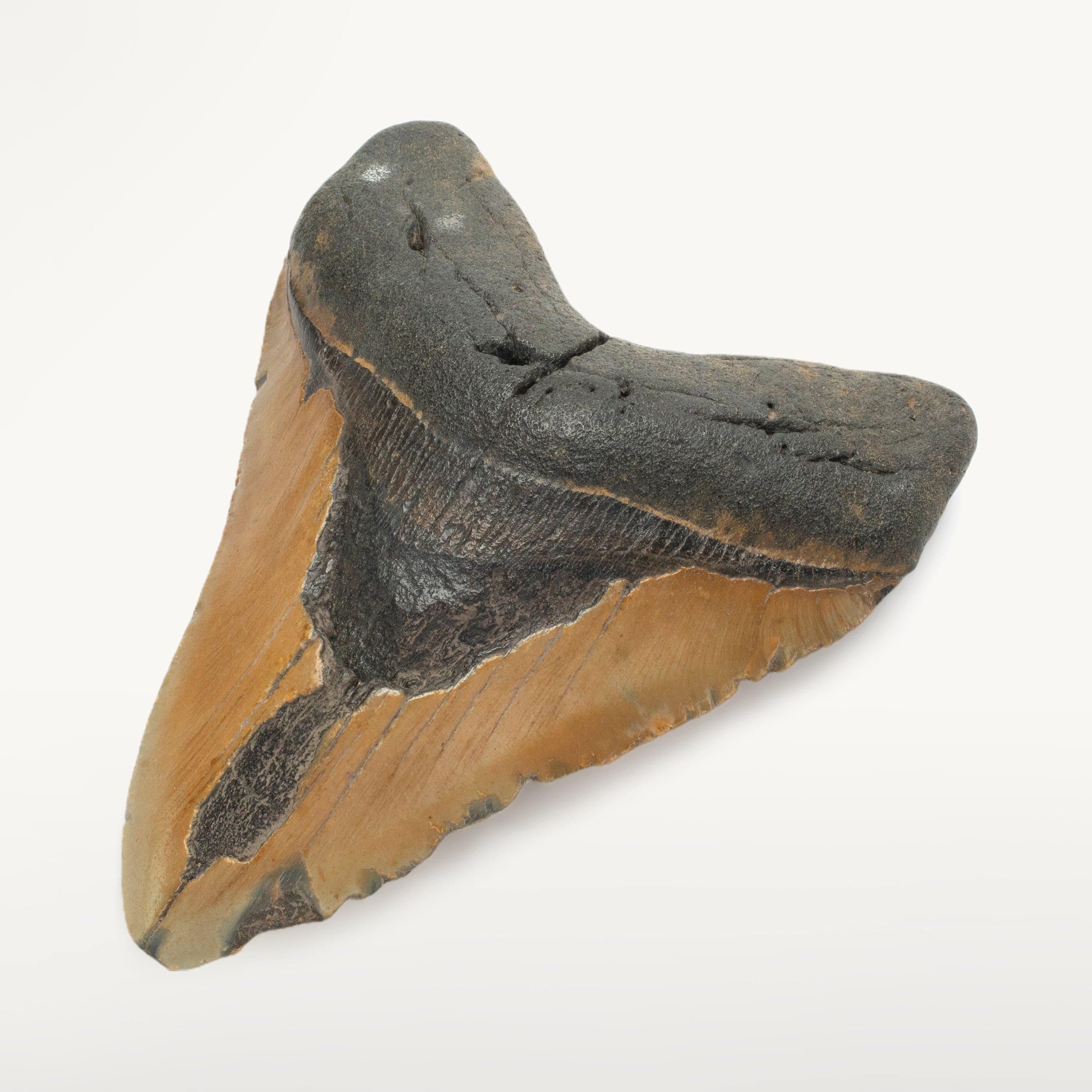Kalifano Megalodon Teeth Megalodon Tooth from South Carolina - 5.6" ST1900.005