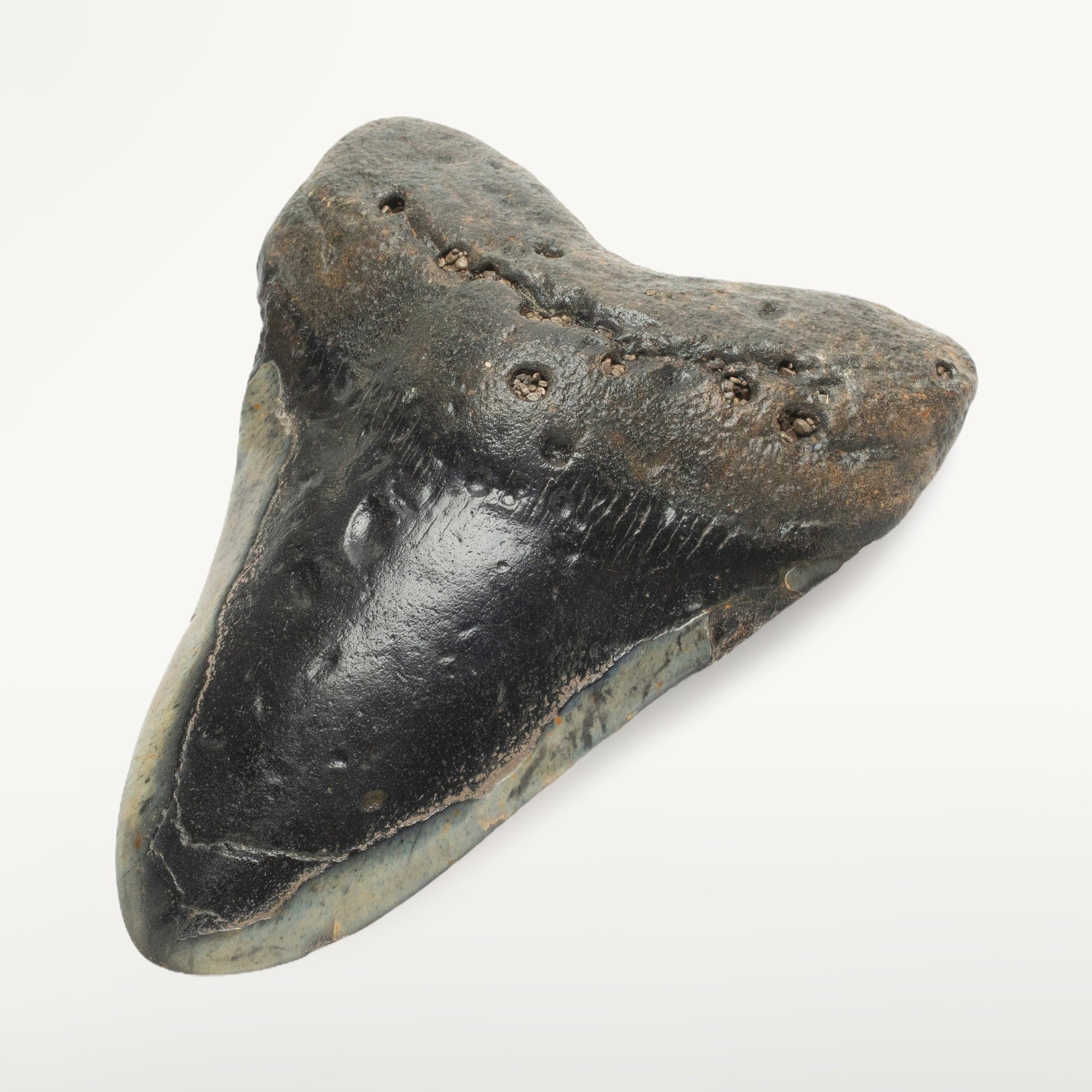 Kalifano Megalodon Teeth Megalodon Tooth from South Carolina - 5.6" ST2300.002