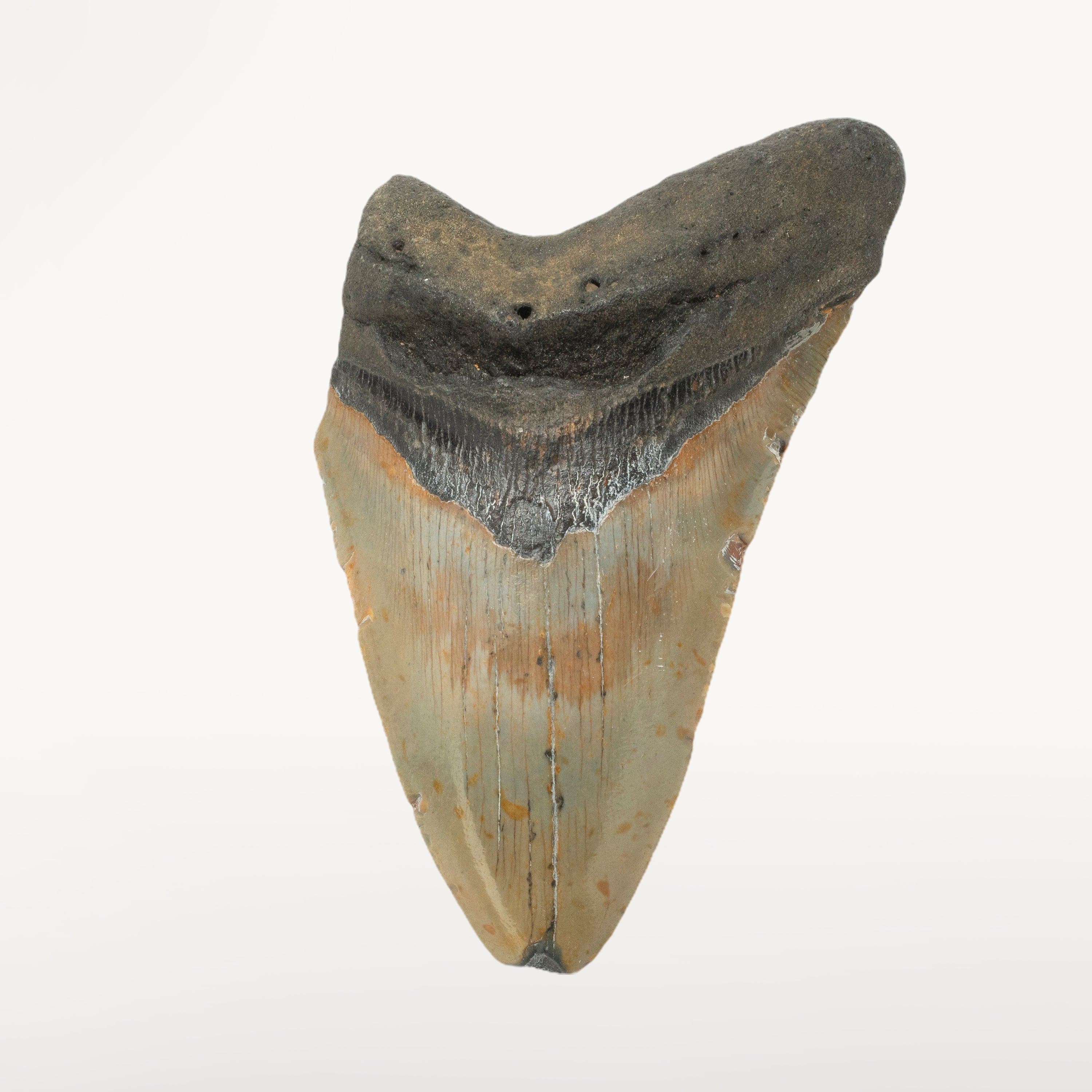 Kalifano Megalodon Teeth Megalodon Tooth from South Carolina - 5.7" ST2200.001