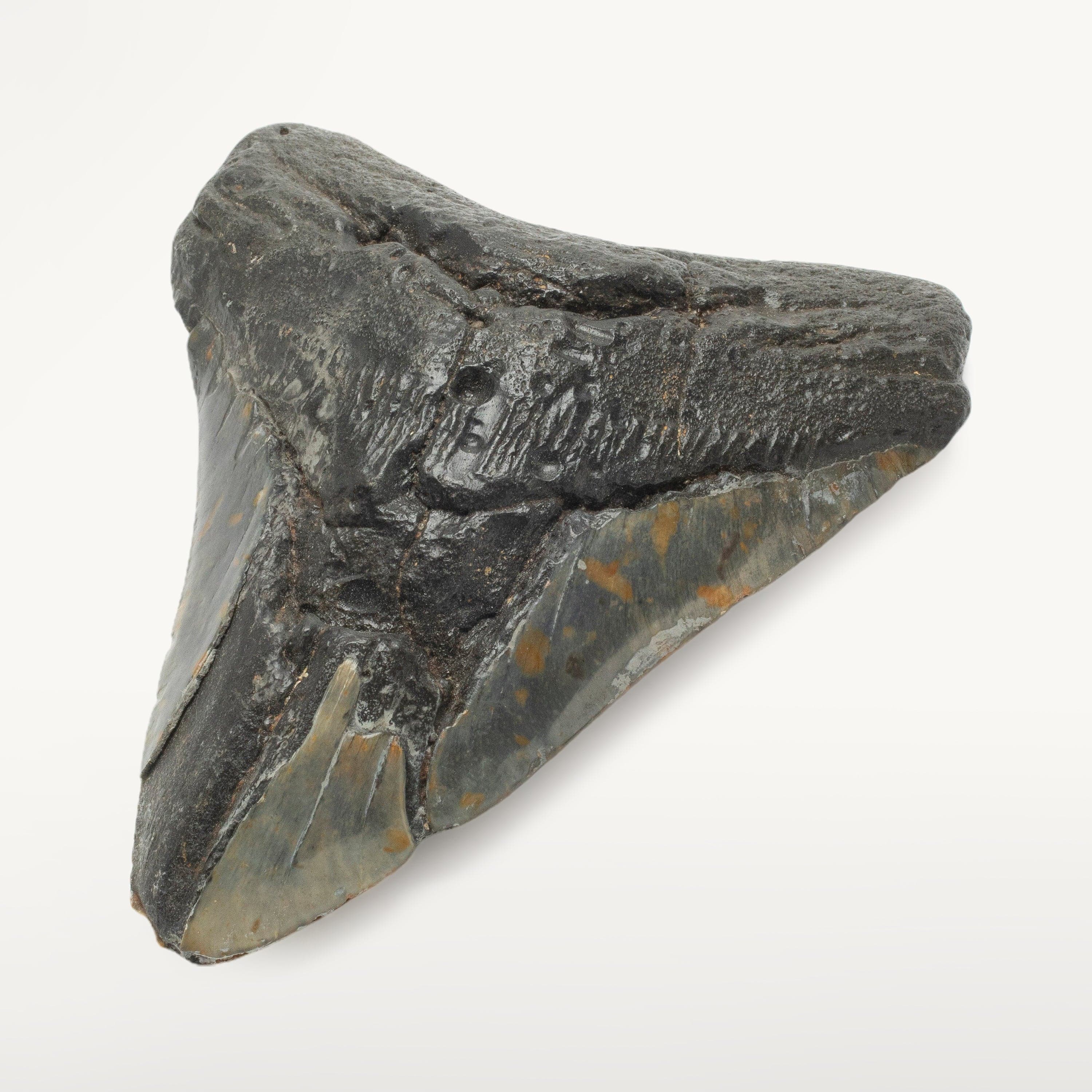 Kalifano Megalodon Teeth Megalodon Tooth from South Carolina - 5.7" ST2400.019