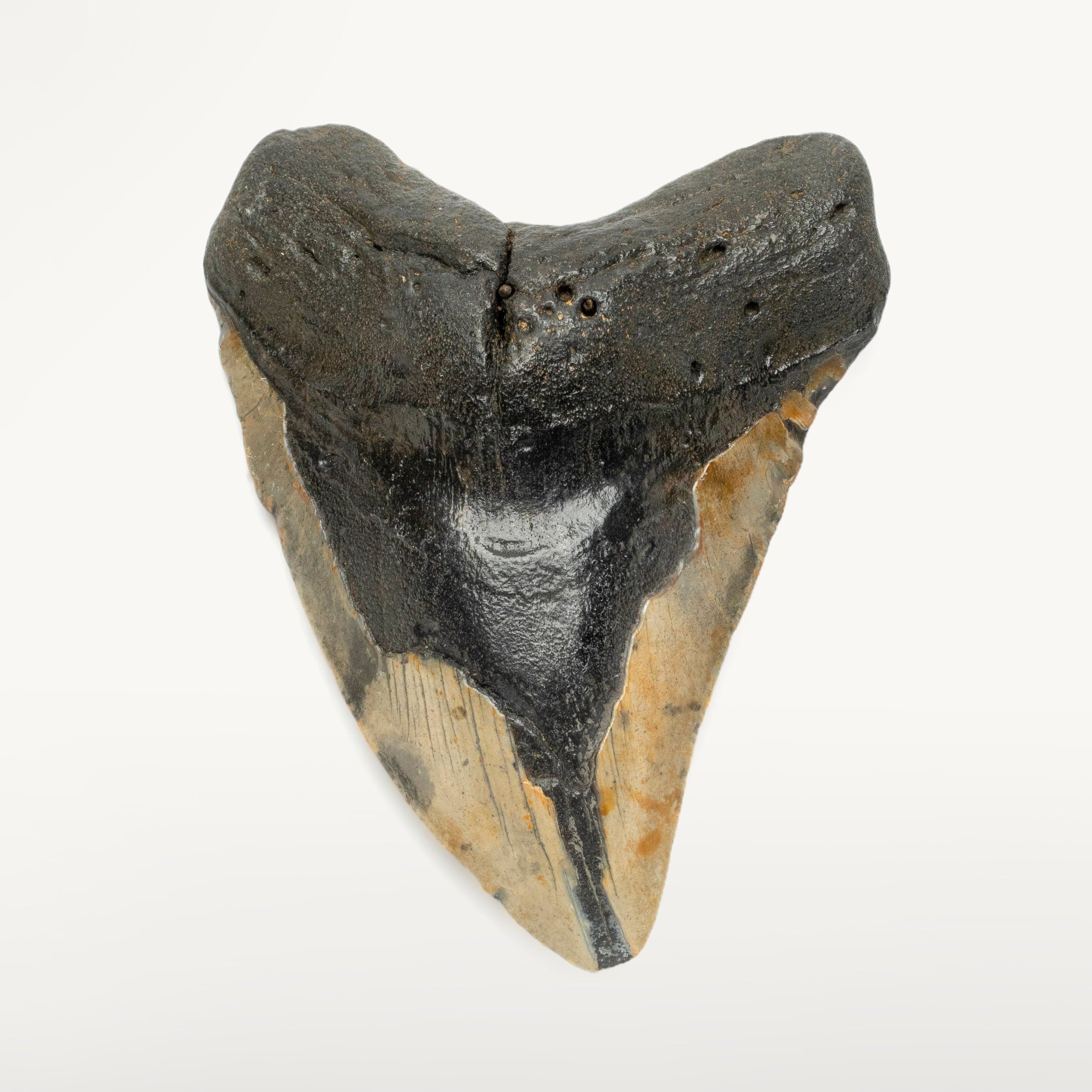 Kalifano Megalodon Teeth Megalodon Tooth from South Carolina - 5" ST1400.072