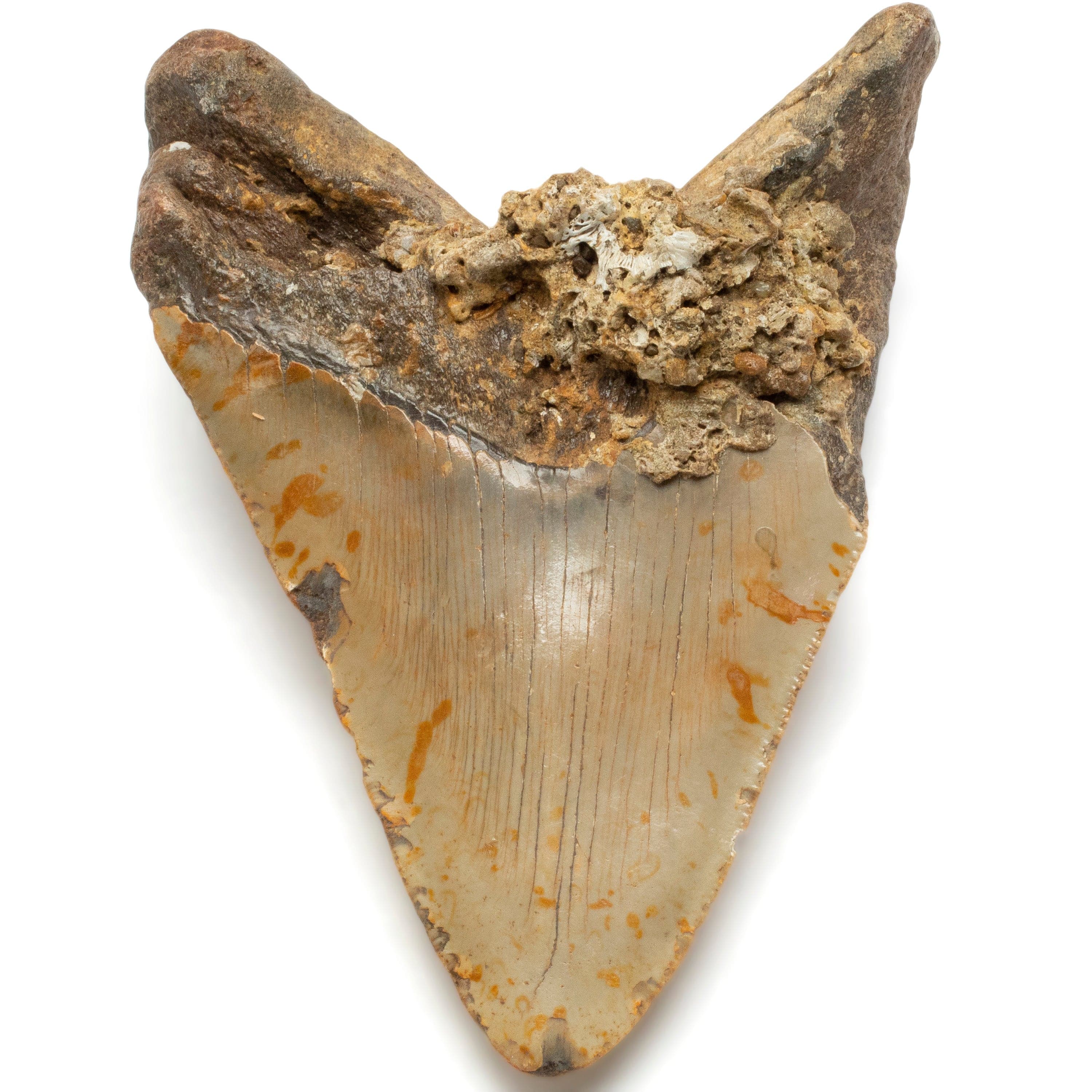 Kalifano Megalodon Teeth Megalodon Tooth from South Carolina - 5" ST2000.130