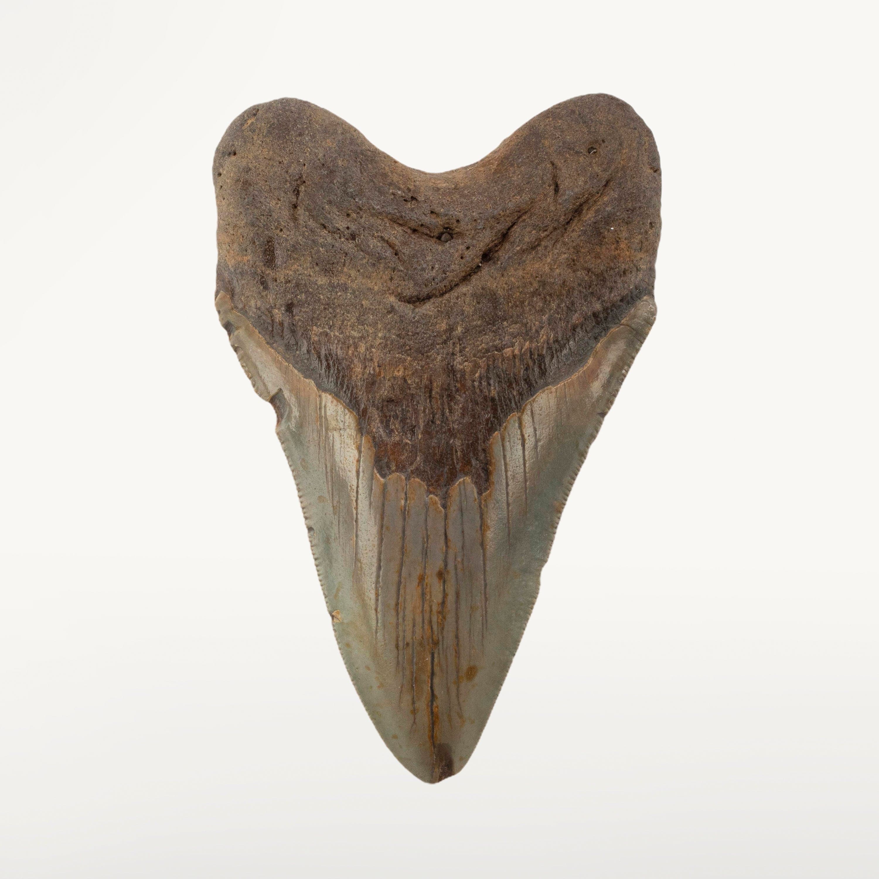 Kalifano Megalodon Teeth Megalodon Tooth from South Carolina - 5" ST3200.029