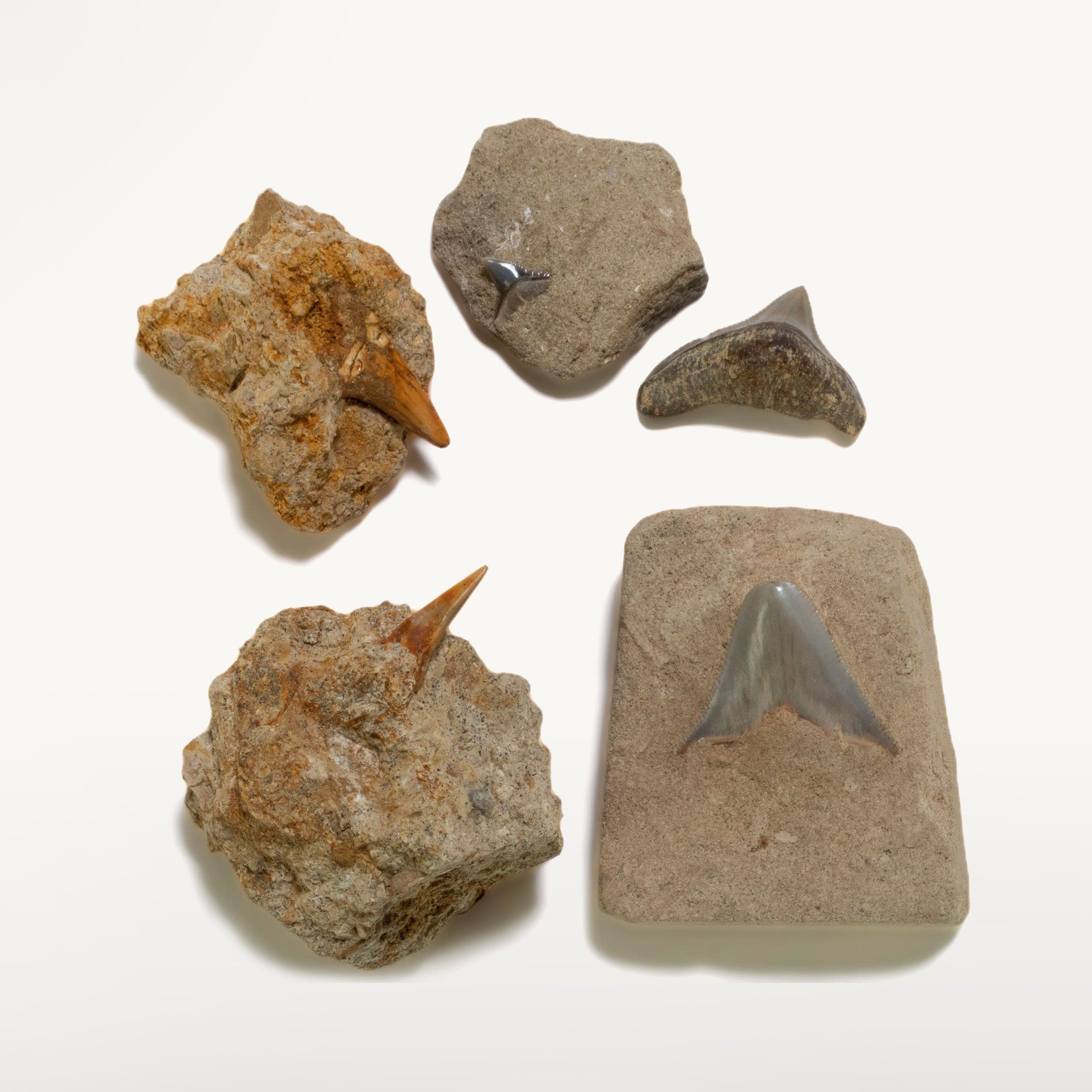 Kalifano Megalodon Teeth Natural 5 Piece Baby Megalodon Tooth Collection from Indonesia IST1200.006