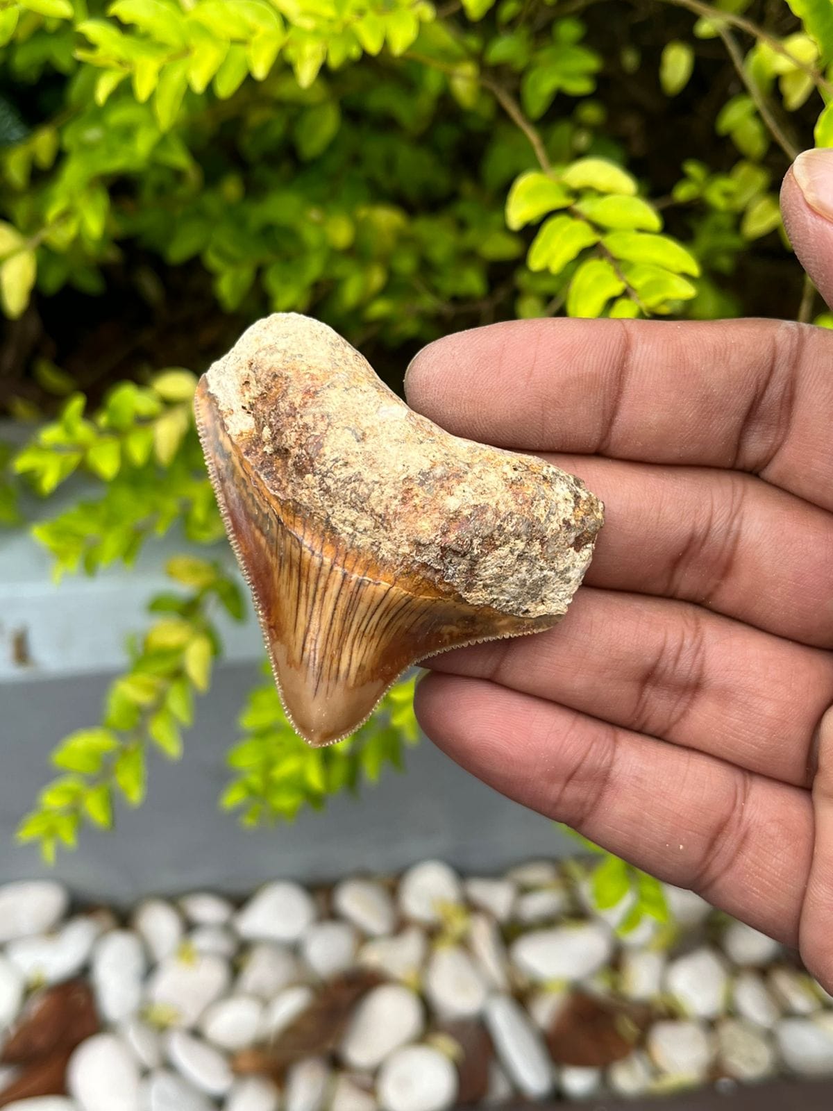 KALIFANO Megalodon Teeth Natural Megalodon Tooth from Indonesia - 2.2 in IST700.010