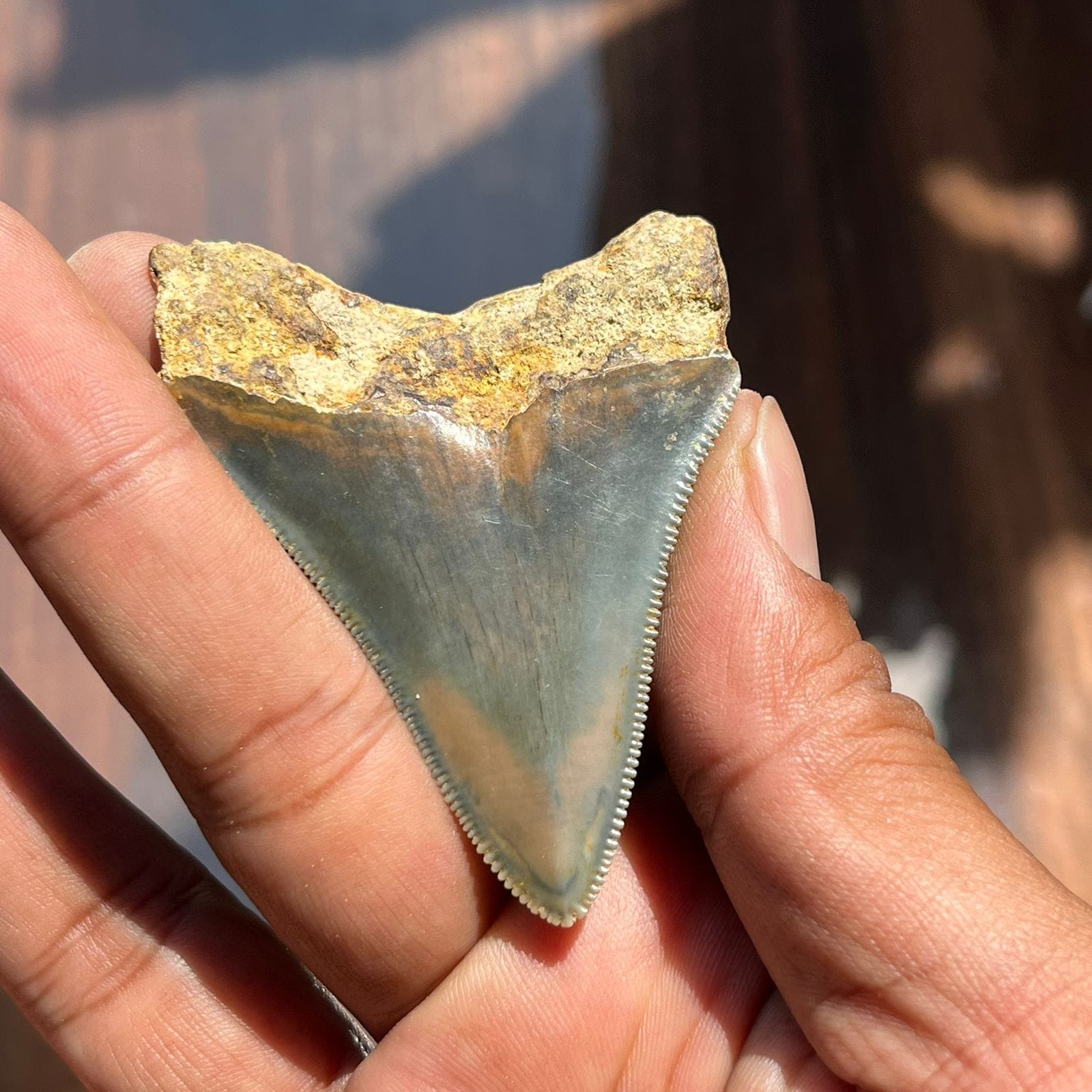 KALIFANO Megalodon Teeth Natural Megalodon Tooth from Indonesia - 2 in IST1600.012