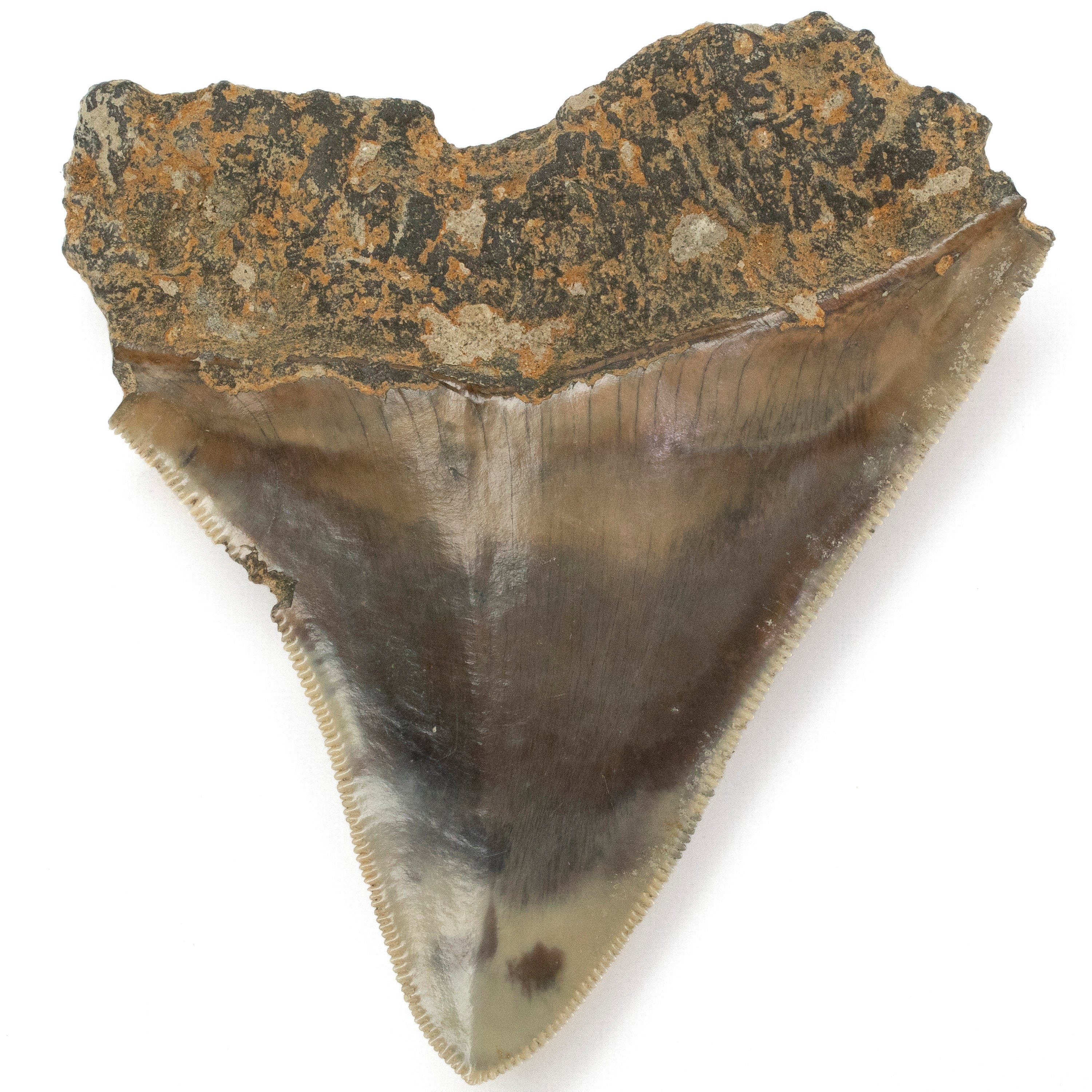 Kalifano Megalodon Teeth Natural Megalodon Tooth from Indonesia - 3.3" IST1000.001