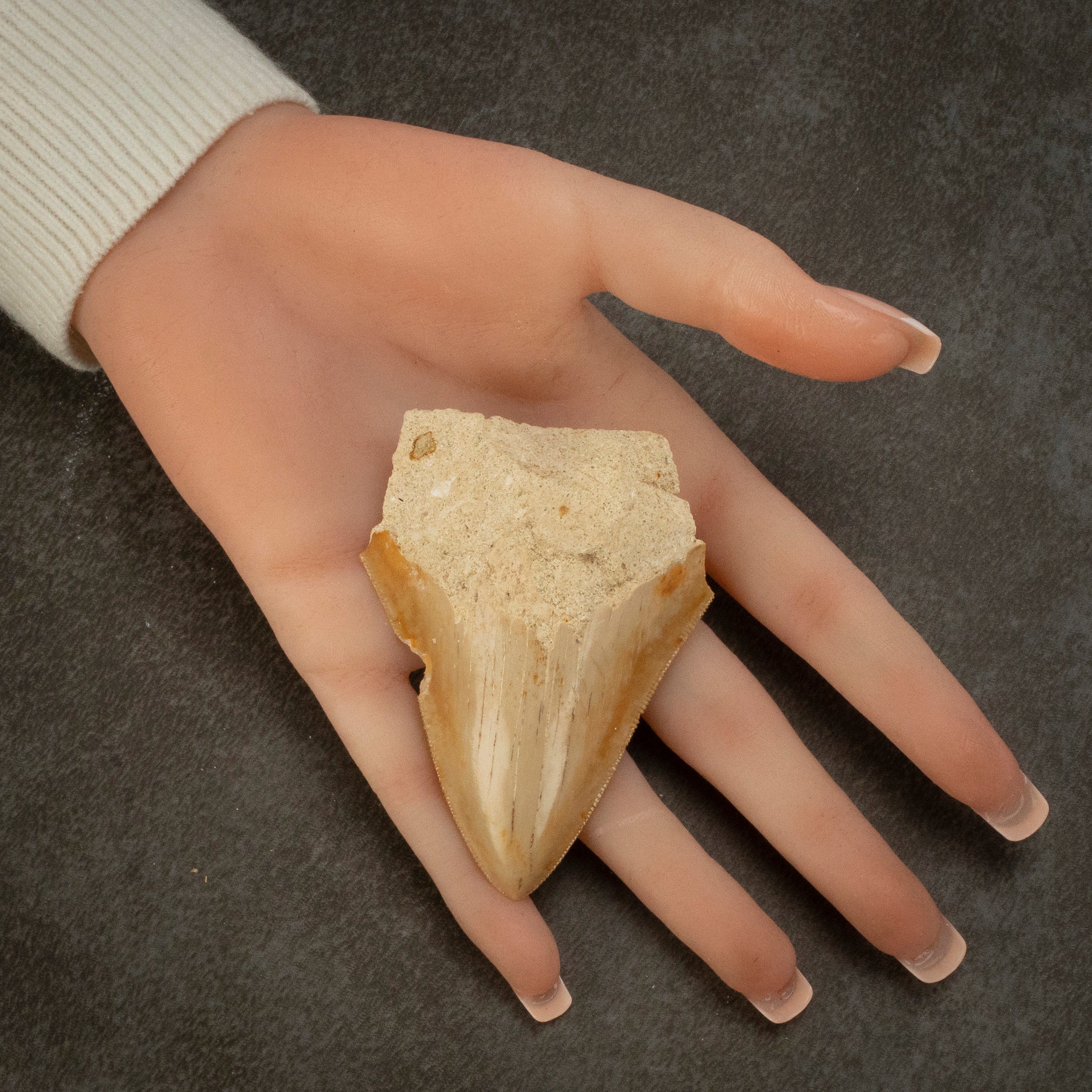 Kalifano Megalodon Teeth Natural Megalodon Tooth from Indonesia - 3" IST700.005