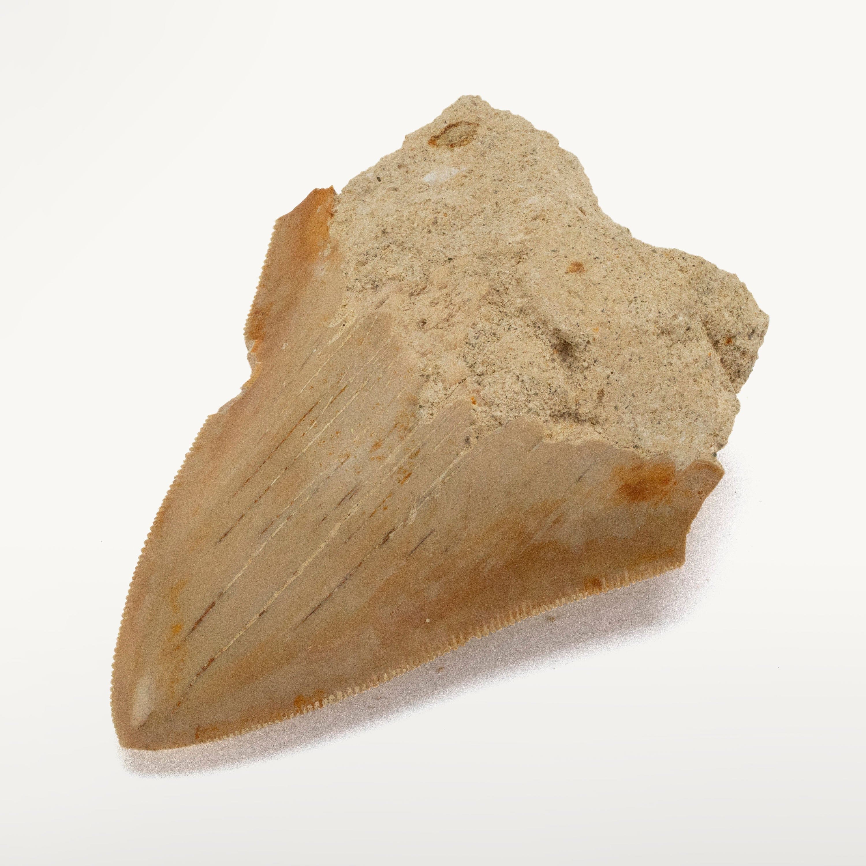 Kalifano Megalodon Teeth Natural Megalodon Tooth from Indonesia - 3" IST700.005