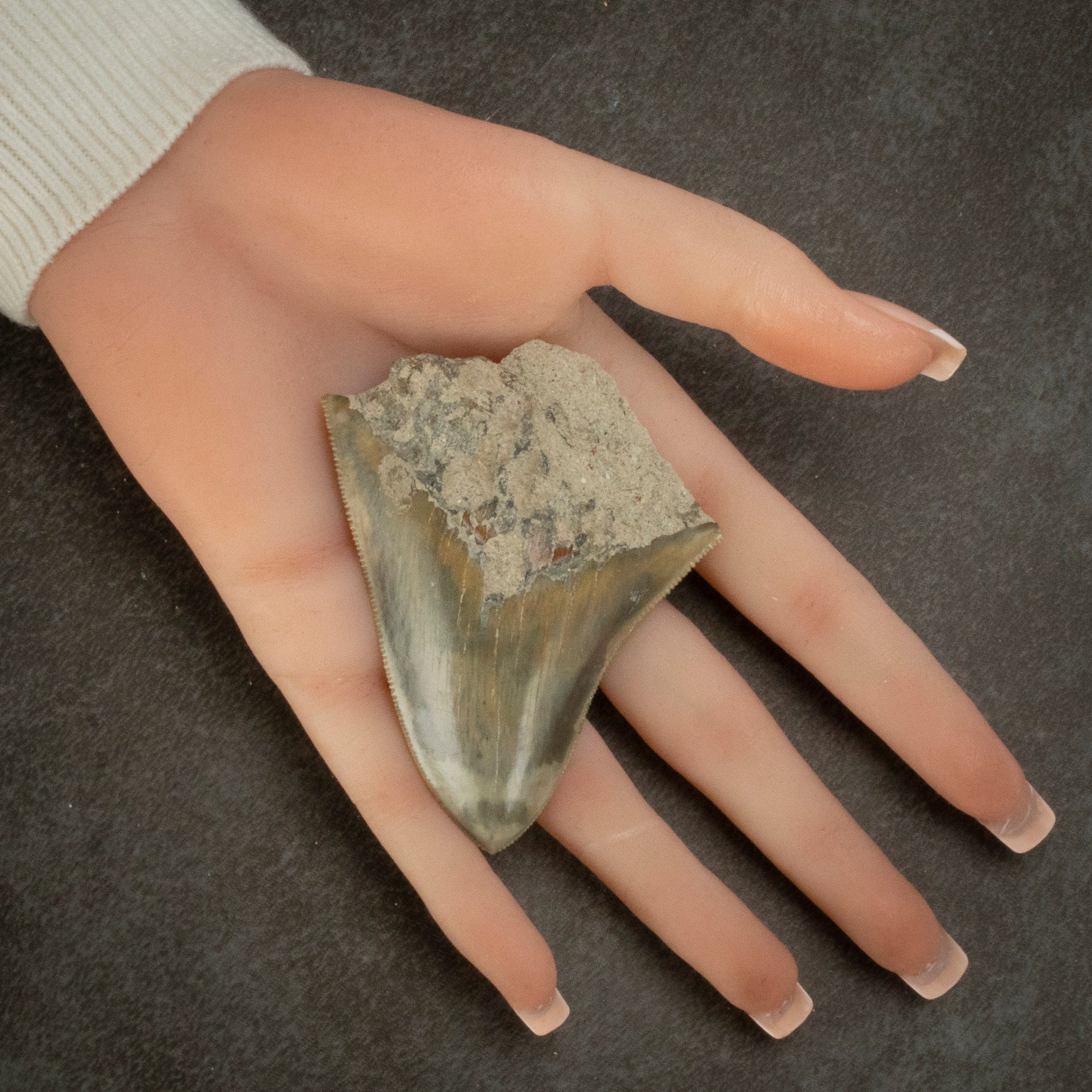Kalifano Megalodon Teeth Natural Megalodon Tooth from Indonesia - 3" IST700.007