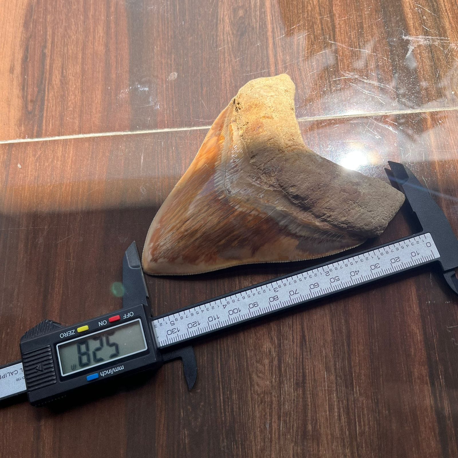 KALIFANO Megalodon Teeth Natural Megalodon Tooth from Indonesia - 4.2 in IST4200.002