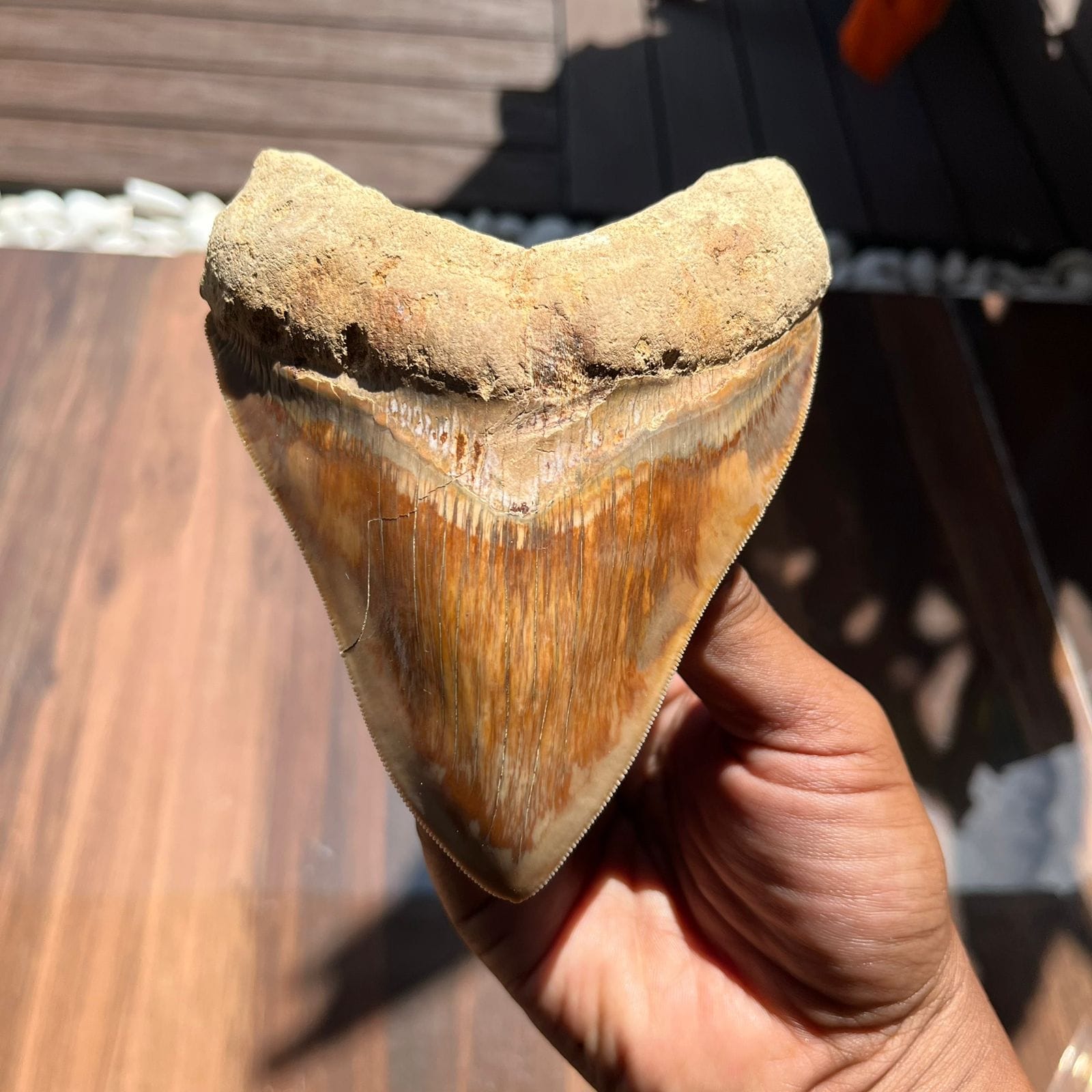 KALIFANO Megalodon Teeth Natural Megalodon Tooth from Indonesia - 4.2 in IST4200.002