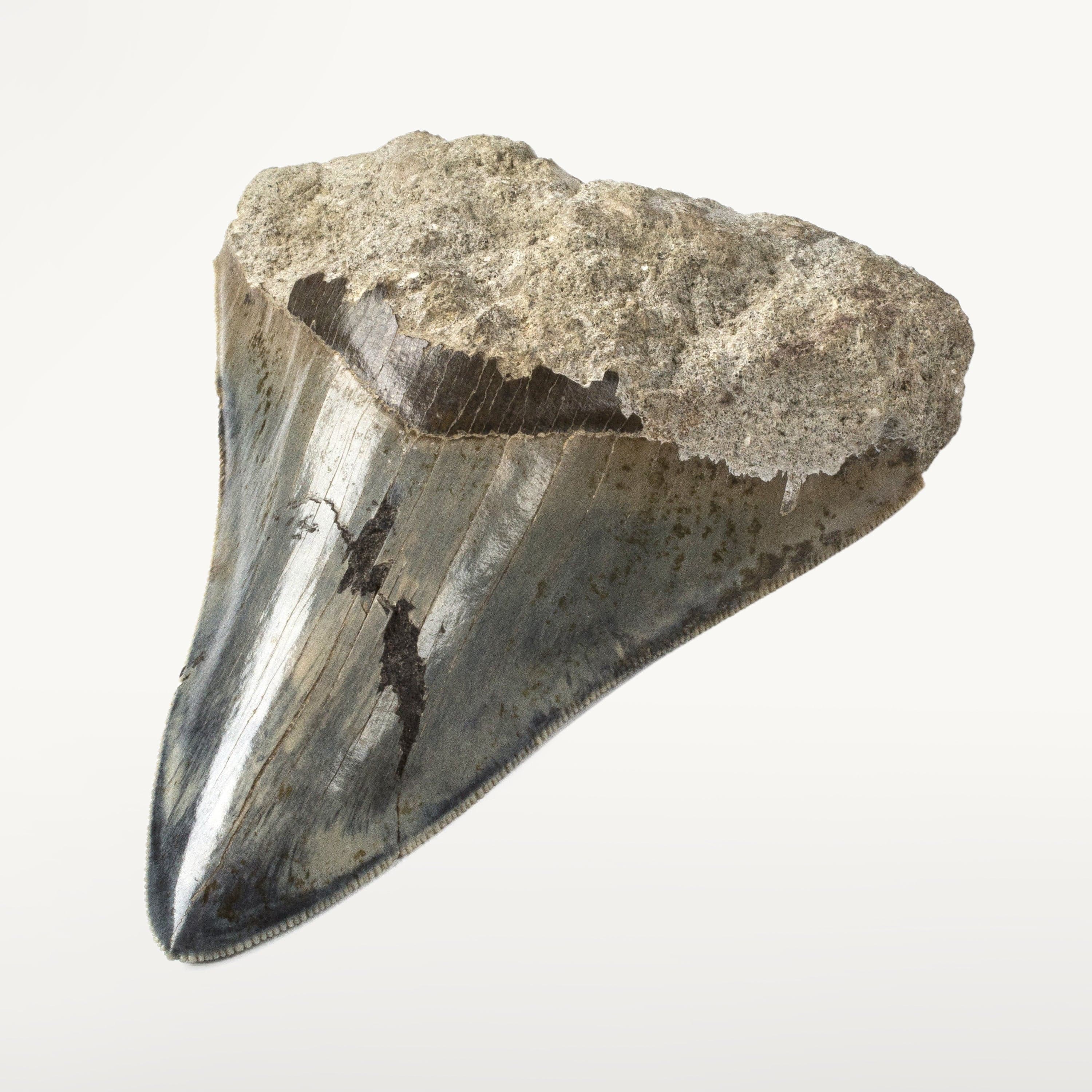 Kalifano Megalodon Teeth Natural Megalodon Tooth from Indonesia - 4.2" ST3000.001
