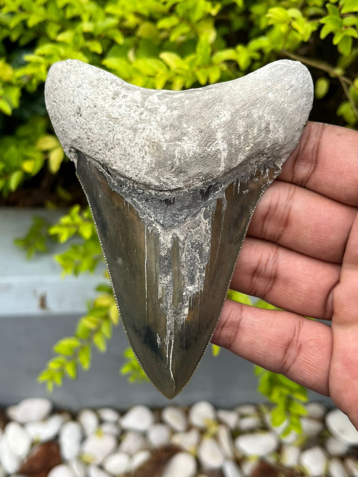 KALIFANO Megalodon Teeth Natural Megalodon Tooth from Indonesia - 4.3 in IST2500.001