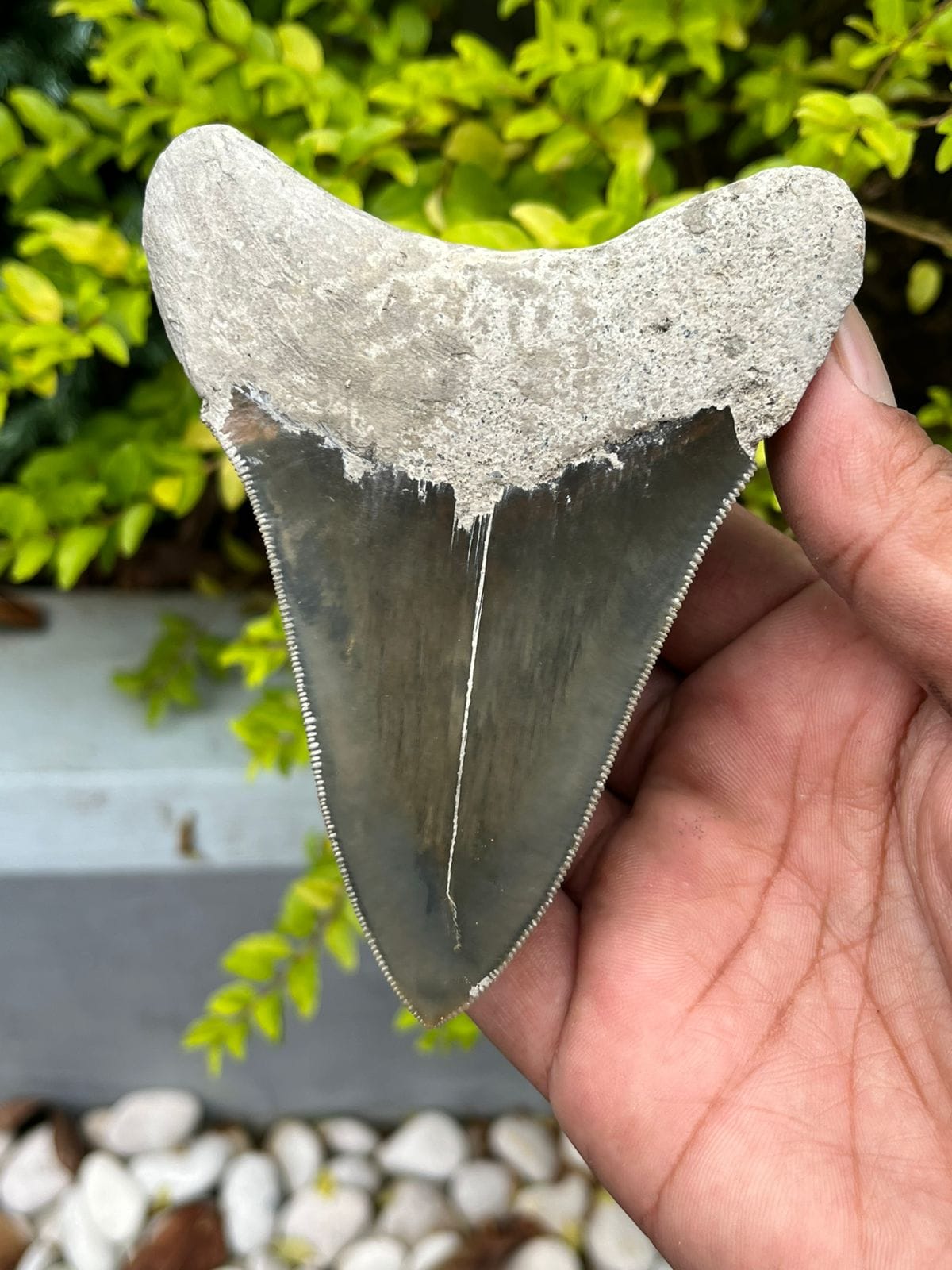 KALIFANO Megalodon Teeth Natural Megalodon Tooth from Indonesia - 4.3 in IST2500.001