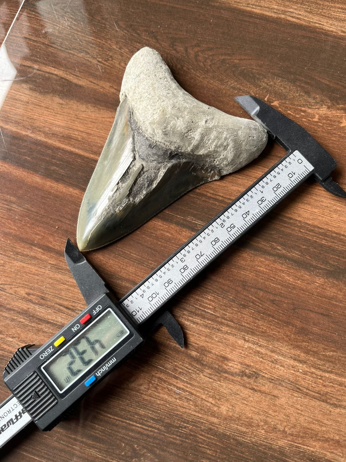 KALIFANO Megalodon Teeth Natural Megalodon Tooth from Indonesia - 4.3 in IST2500.001