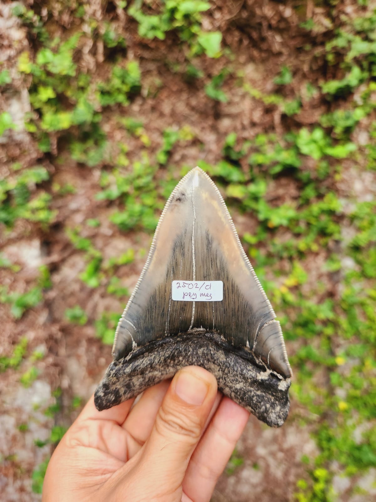 Kalifano Megalodon Teeth Natural Megalodon Tooth from Indonesia - 4.52" IST3600.023