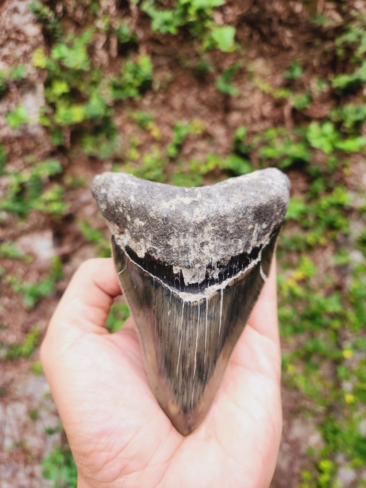 Kalifano Megalodon Teeth Natural Megalodon Tooth from Indonesia - 4.52" IST3600.023