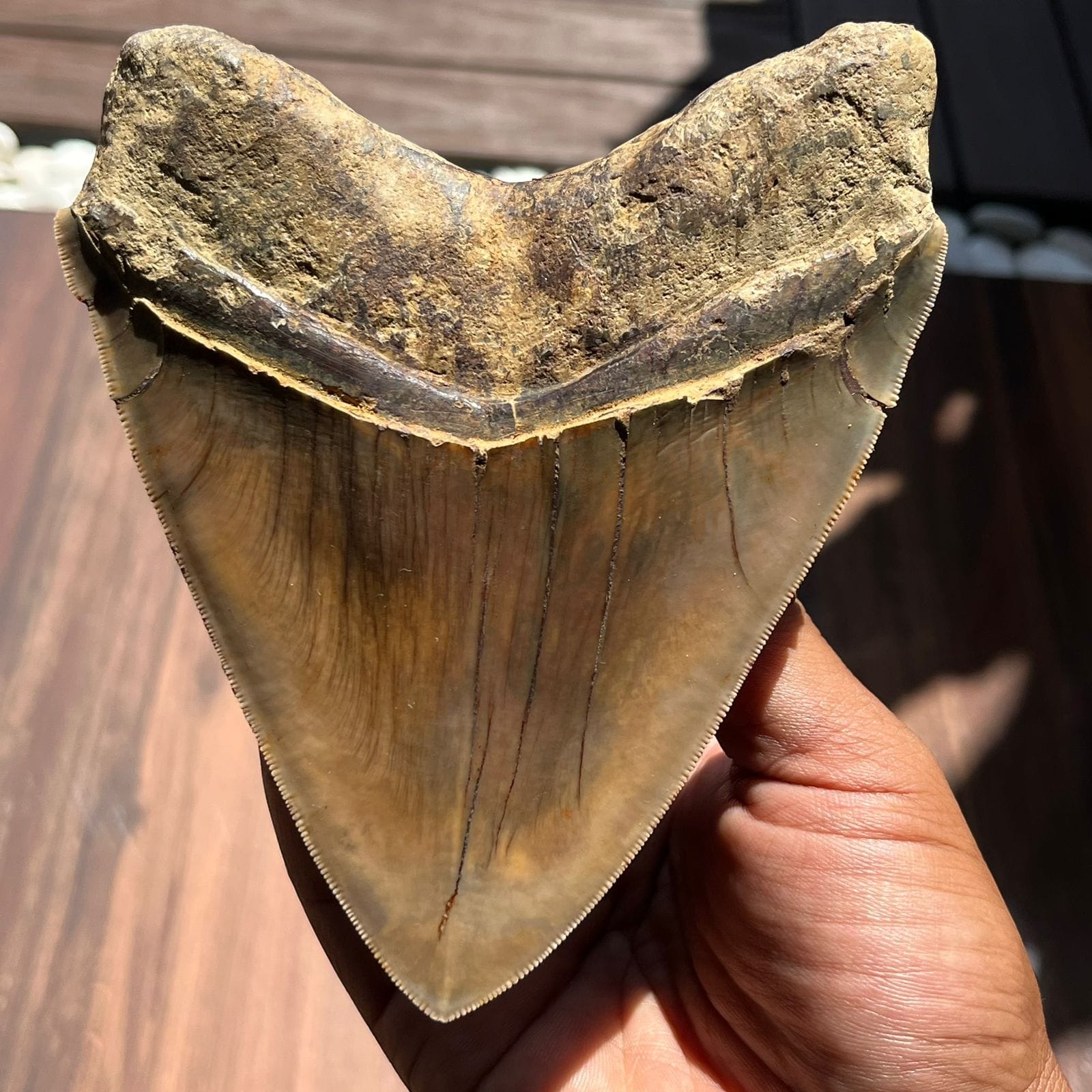 KALIFANO Megalodon Teeth Natural Megalodon Tooth from Indonesia - 4.6 in IST5000.004