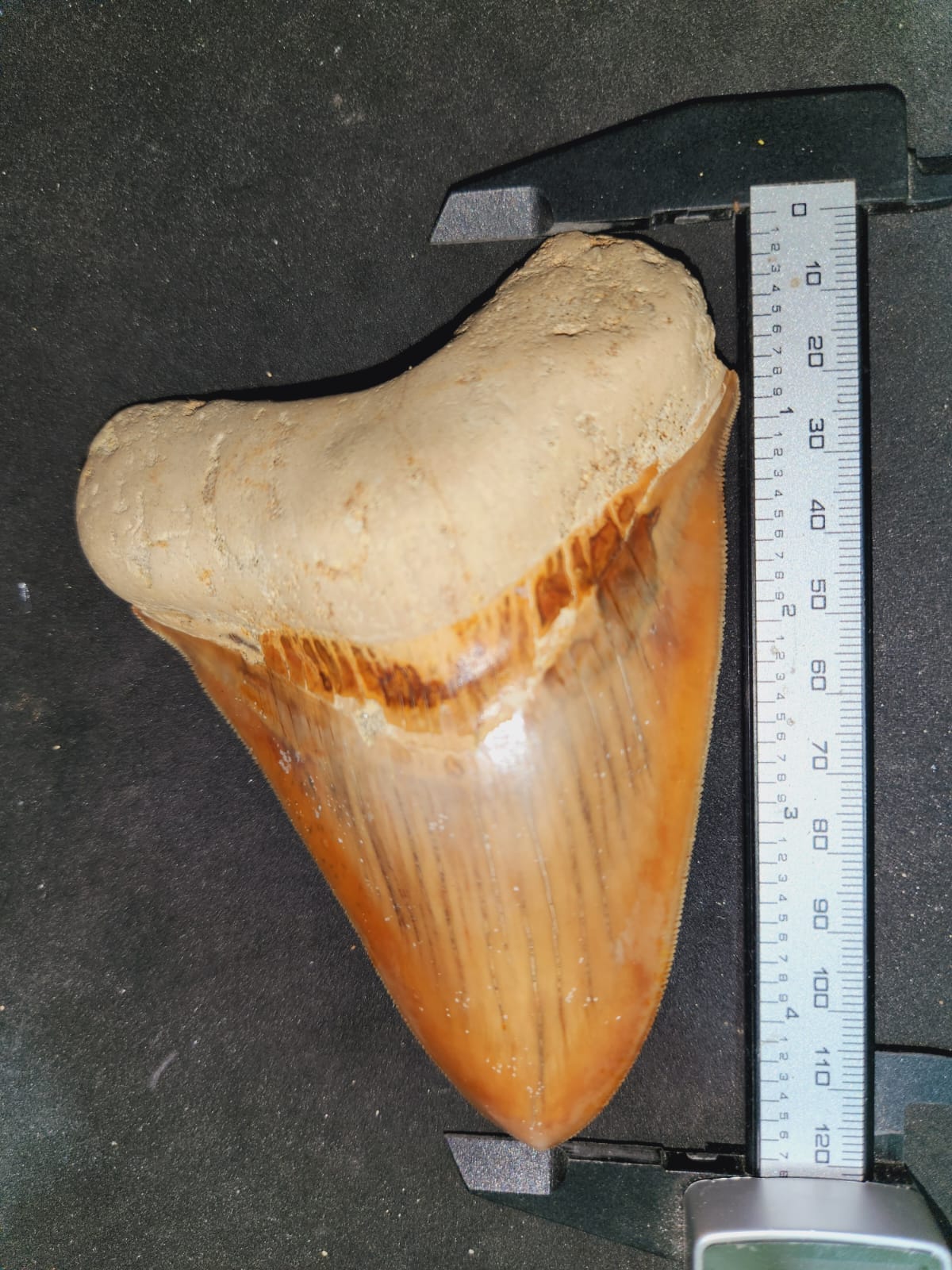 Kalifano Megalodon Teeth Natural Megalodon Tooth from Indonesia - 4.78" IST3200.001