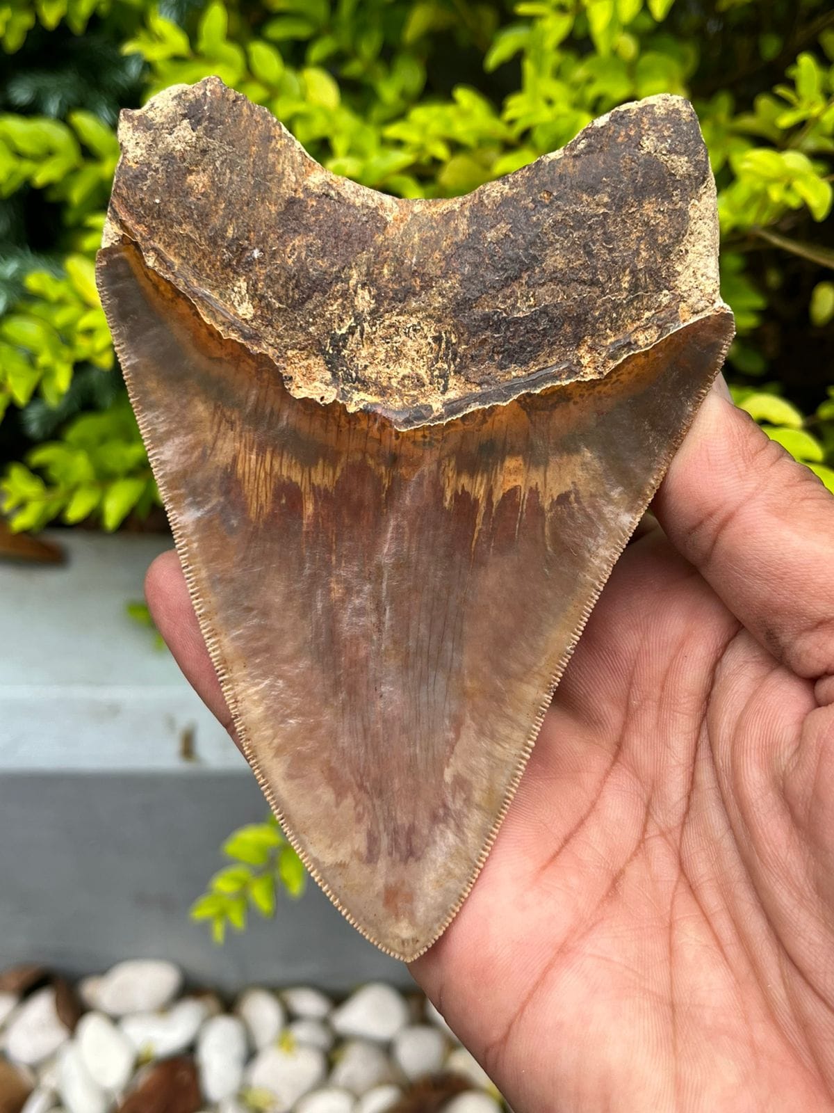 KALIFANO Megalodon Teeth Natural Megalodon Tooth from Indonesia - 4.9 in IST3100.001