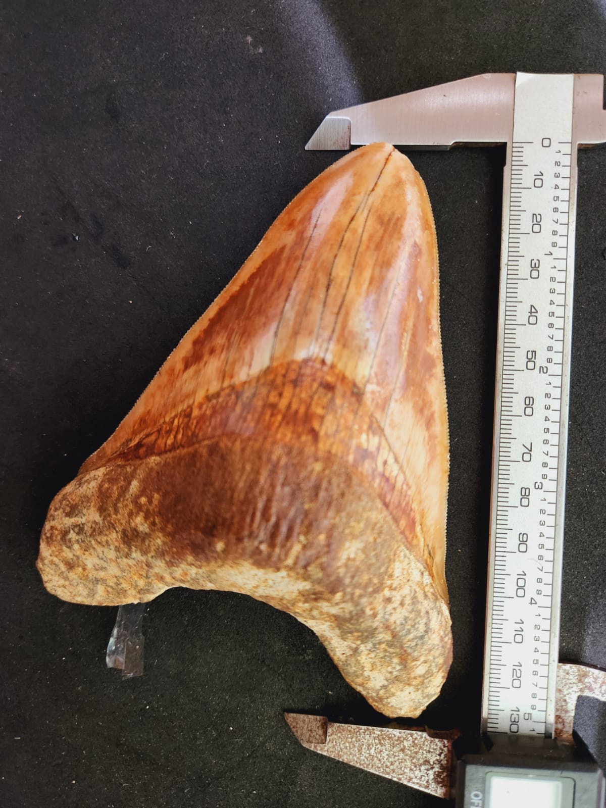 Kalifano Megalodon Teeth Natural Megalodon Tooth from Indonesia - 5.1" IST1800.006