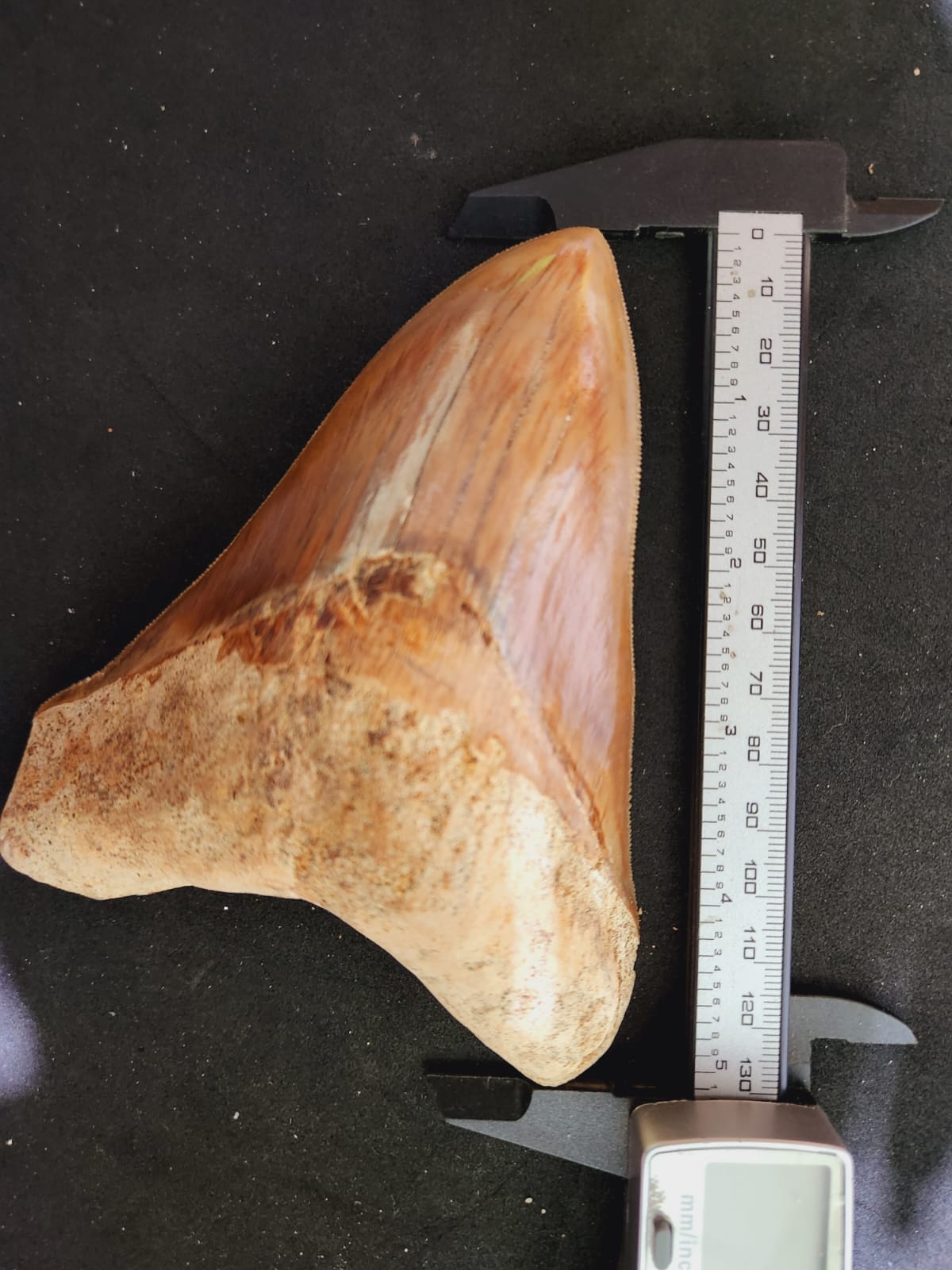 Kalifano Megalodon Teeth Natural Megalodon Tooth from Indonesia - 5.1" IST3600.021