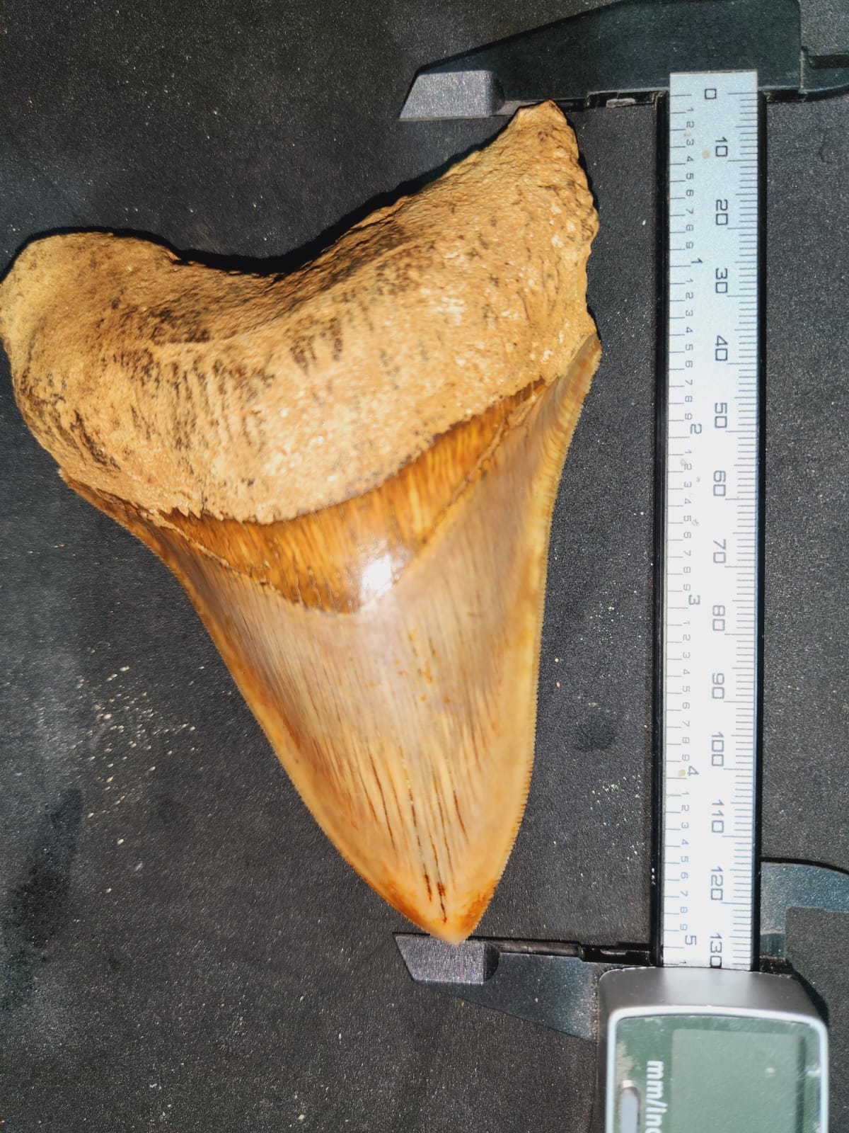 Kalifano Megalodon Teeth Natural Megalodon Tooth from Indonesia - 5.1" IST4000.002