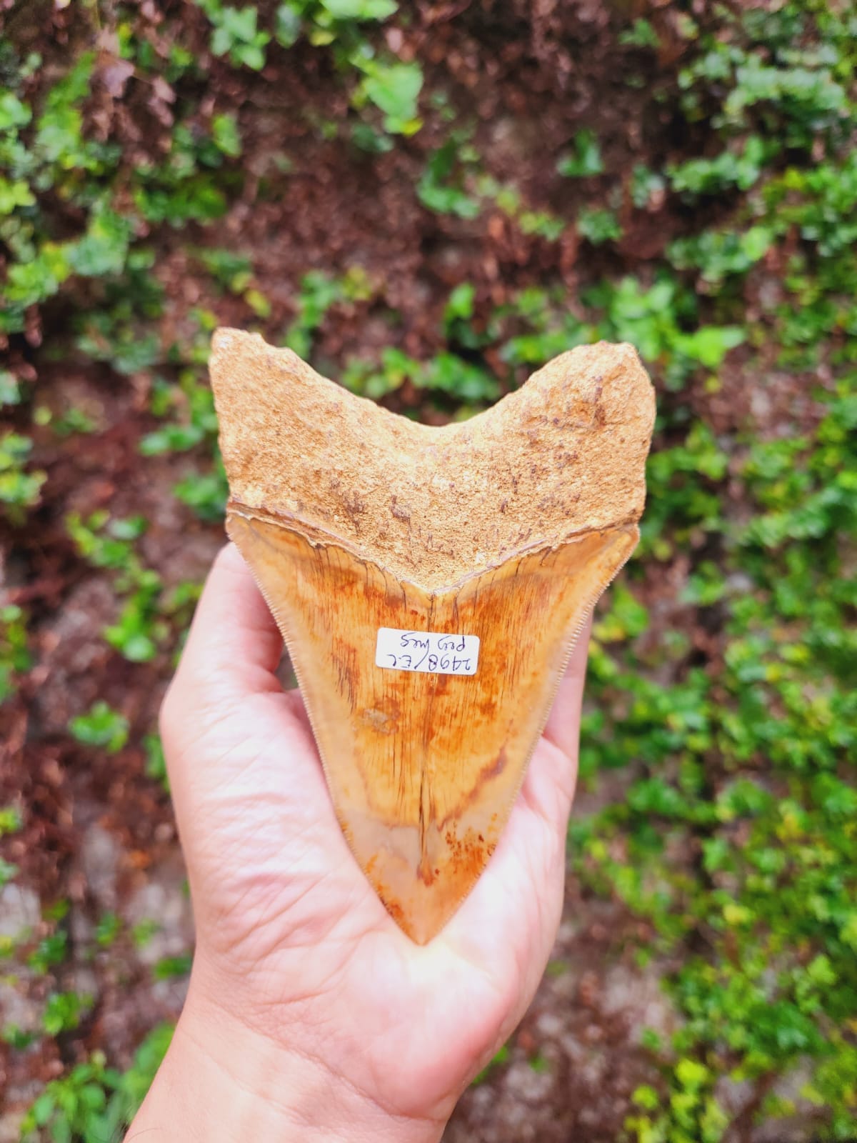 Kalifano Megalodon Teeth Natural Megalodon Tooth from Indonesia - 5.1" IST4000.002