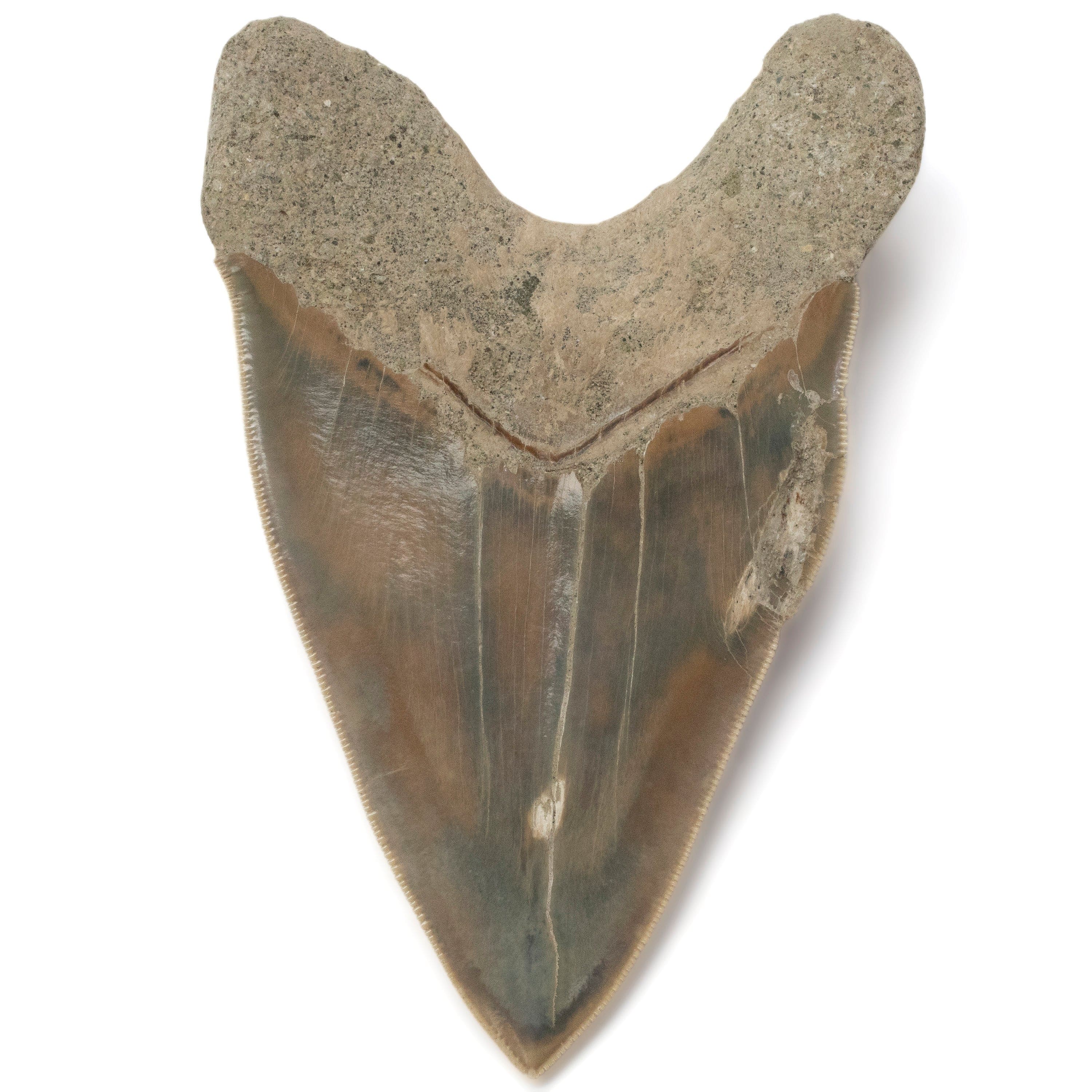 Kalifano Megalodon Teeth Natural Megalodon Tooth from Indonesia - 5.3" IST3000.010