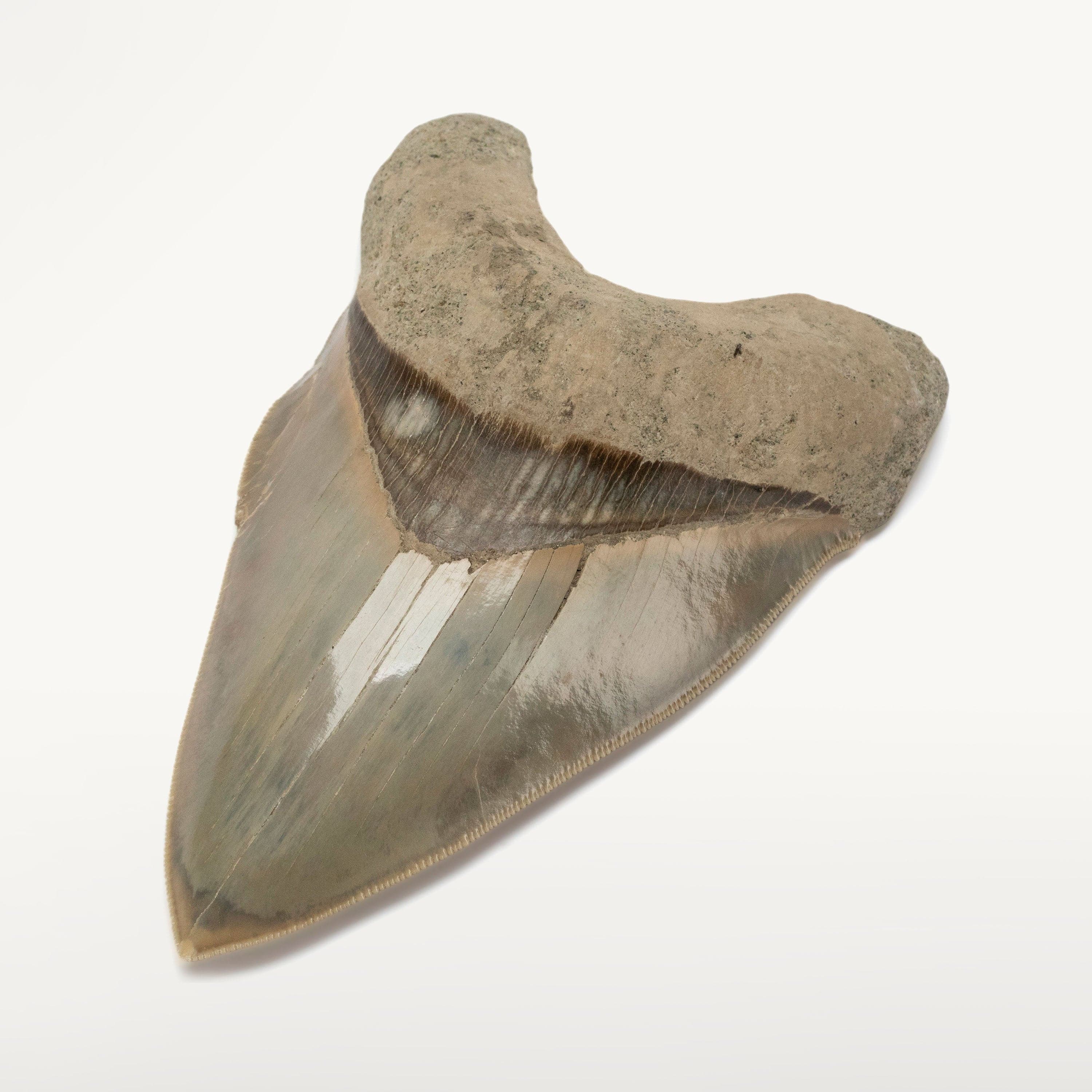Kalifano Megalodon Teeth Natural Megalodon Tooth from Indonesia - 5.3" IST3000.010