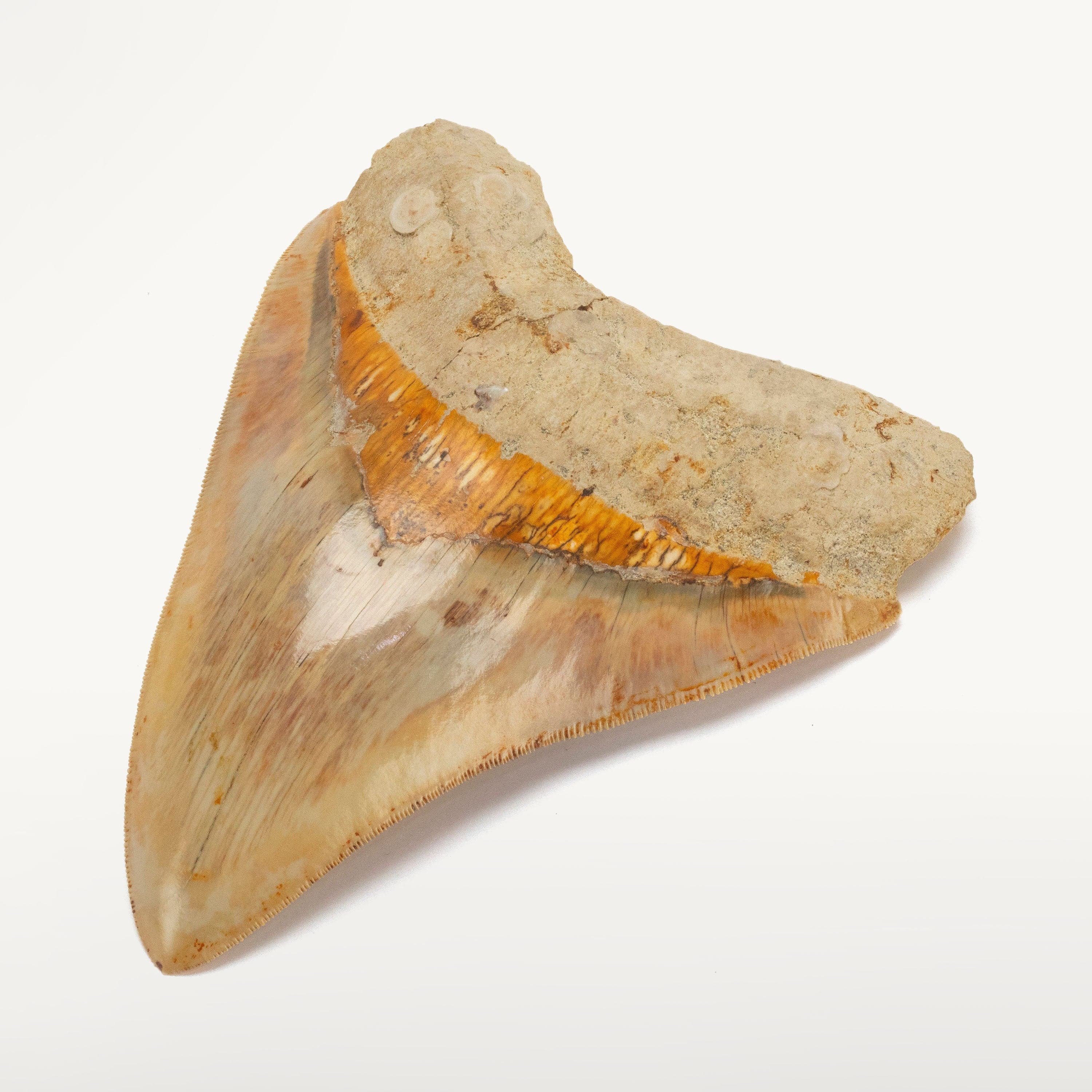 Kalifano Megalodon Teeth Natural Megalodon Tooth from Indonesia - 5.3" IST3600.004