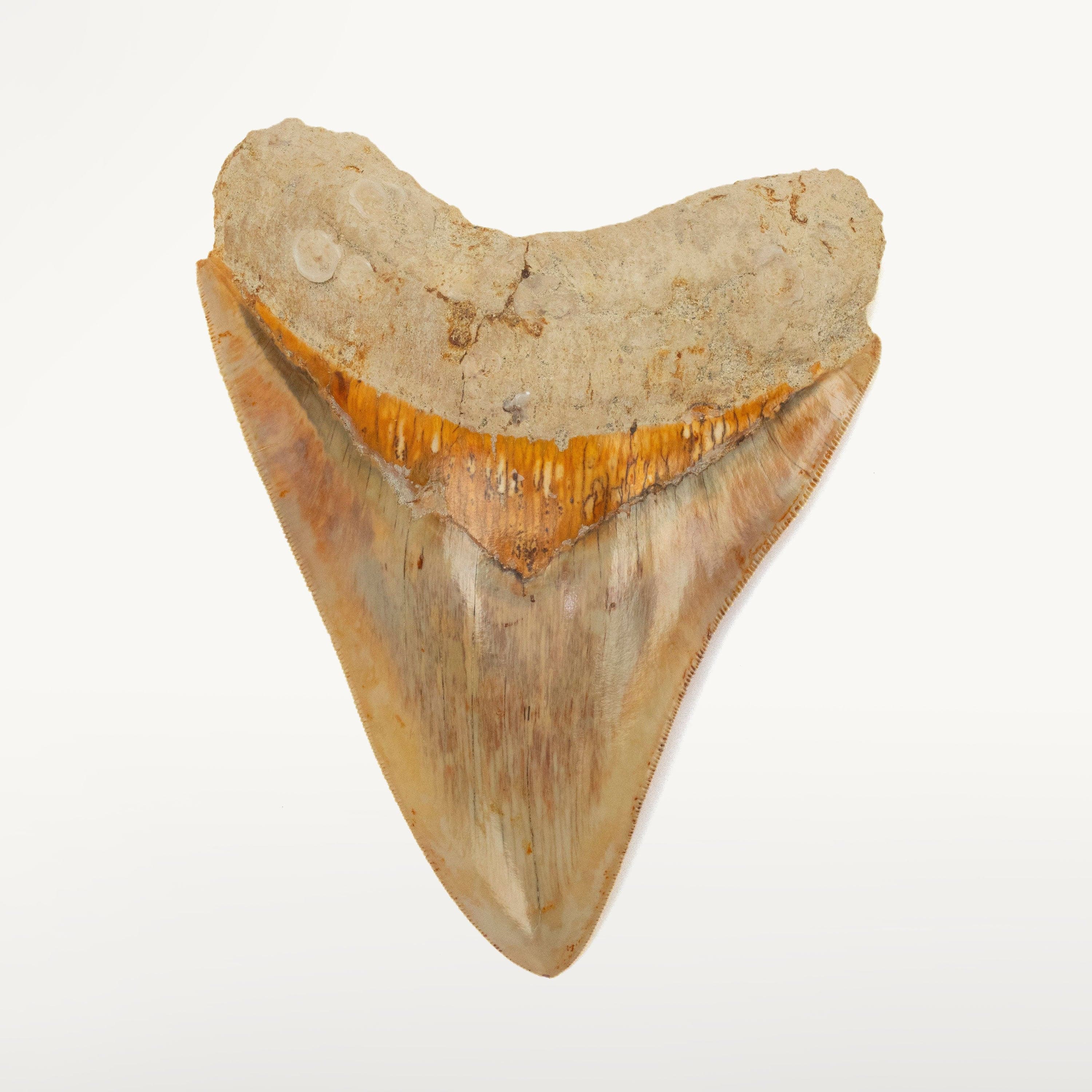 Kalifano Megalodon Teeth Natural Megalodon Tooth from Indonesia - 5.3" IST3600.004