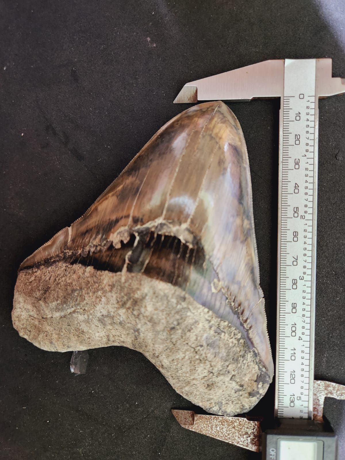 Kalifano Megalodon Teeth Natural Megalodon Tooth from Indonesia - 5.3" IST4000.003