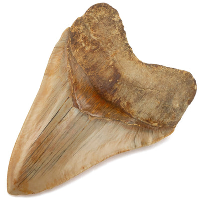Kalifano Megalodon Teeth Natural Megalodon Tooth from Indonesia - 5.4" IST3600.007