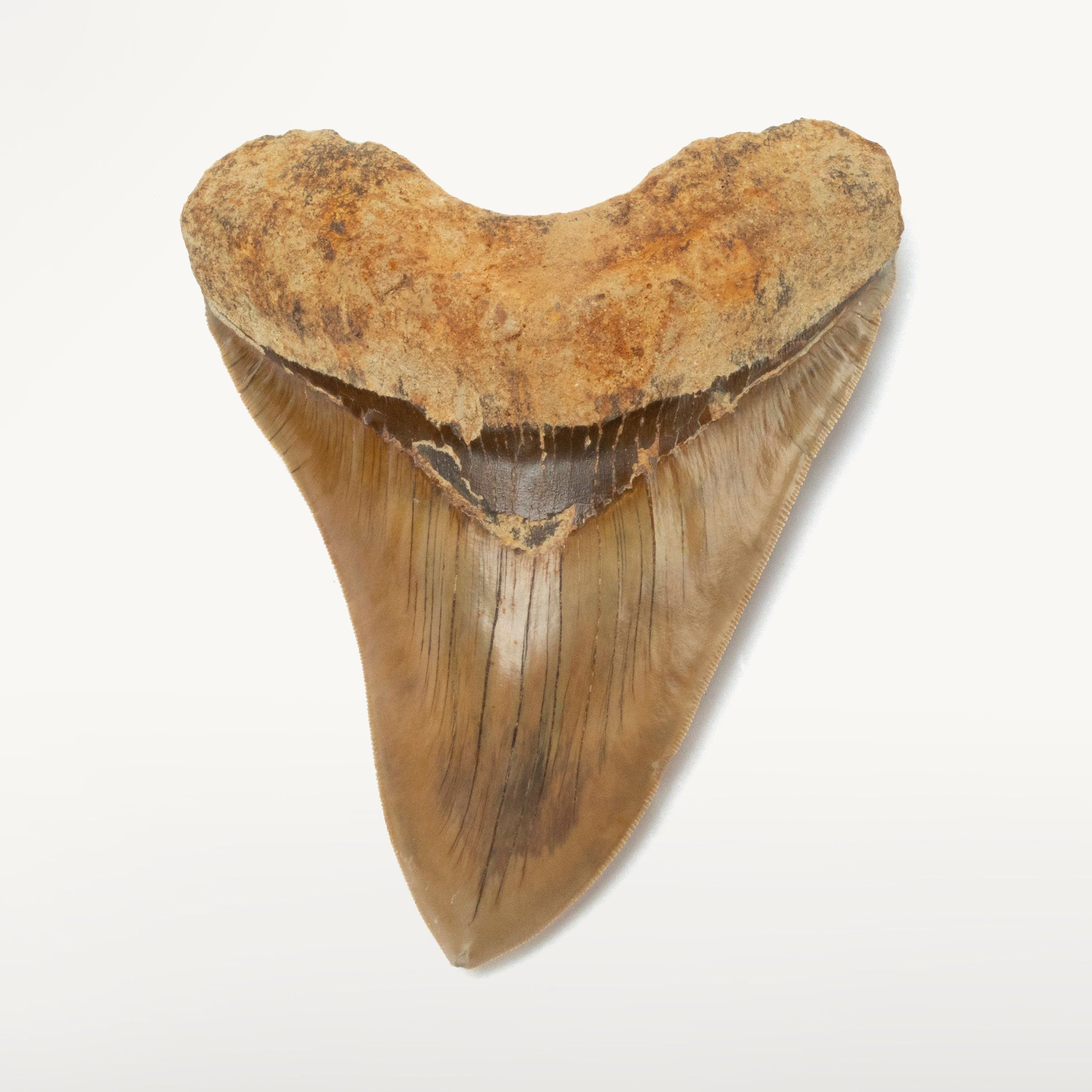Kalifano Megalodon Teeth Natural Megalodon Tooth from Indonesia - 5.4" IST3600.009