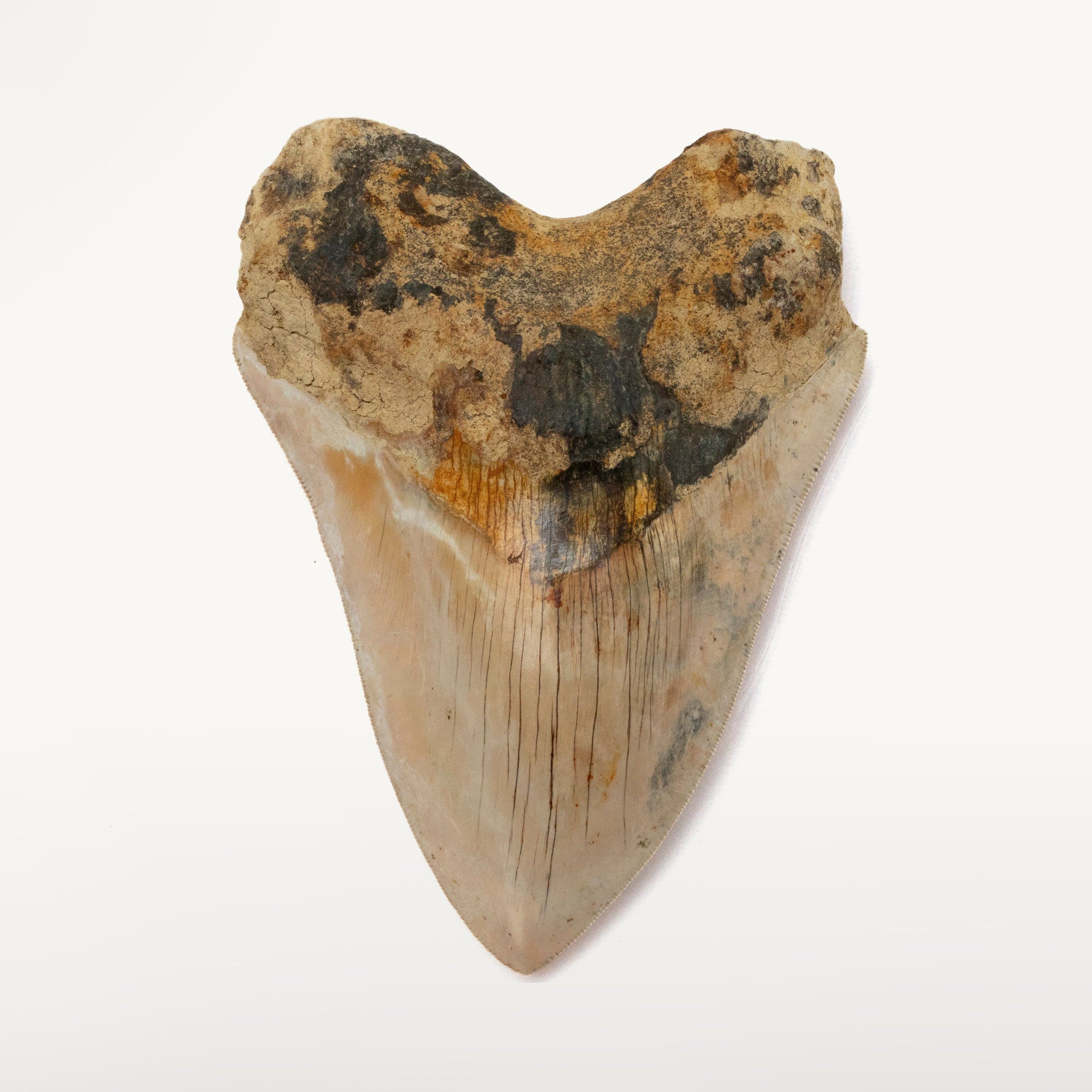 Kalifano Megalodon Teeth Natural Megalodon Tooth from Indonesia - 5.5" IST3900.004