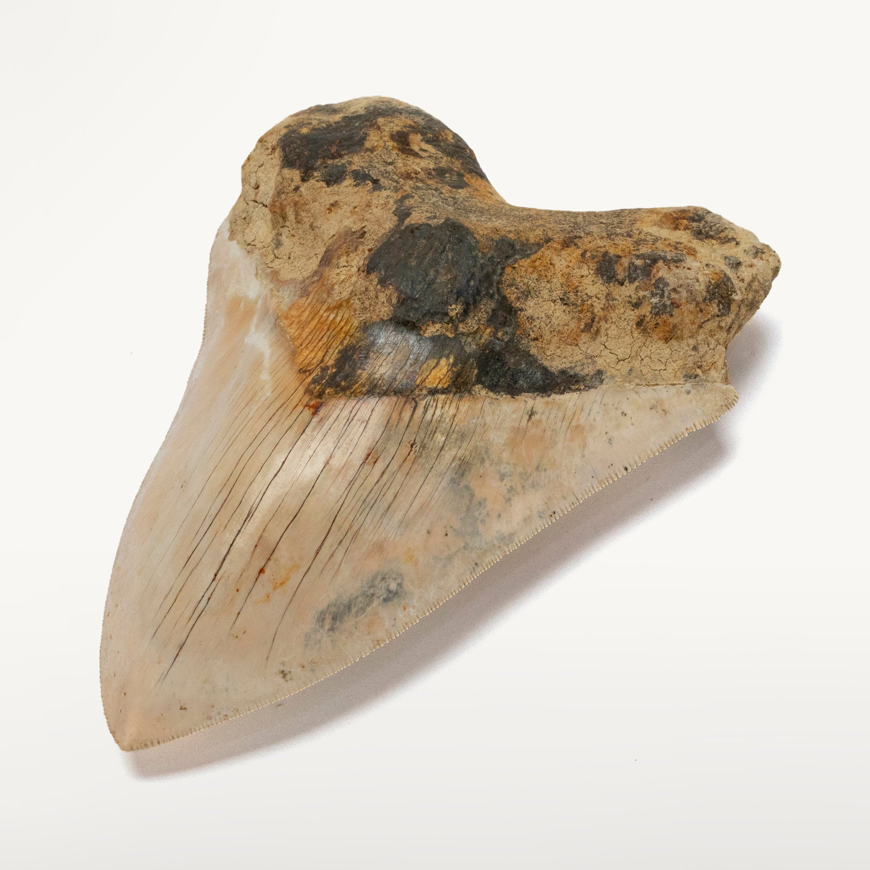 Kalifano Megalodon Teeth Natural Megalodon Tooth from Indonesia - 5.5" IST3900.004