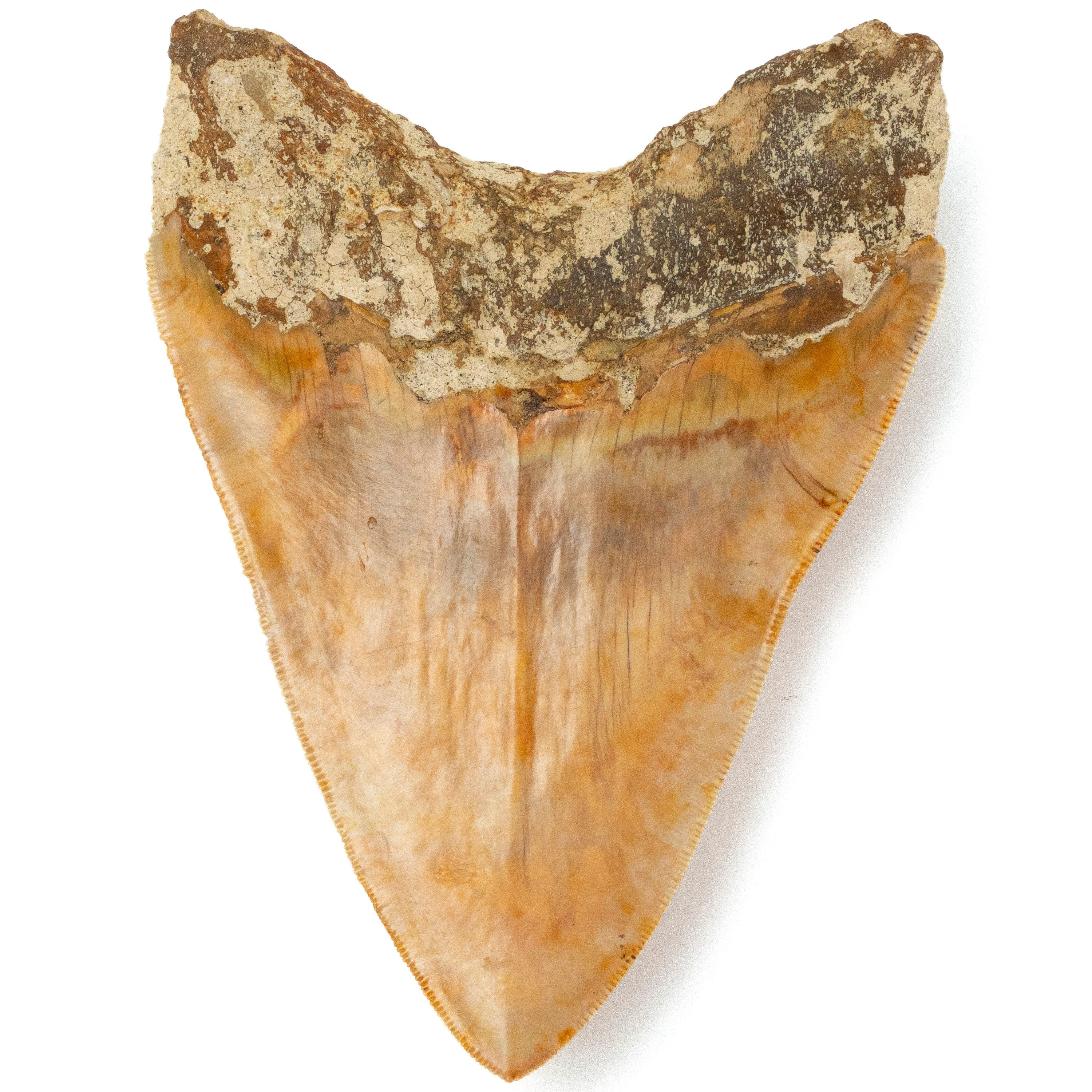 Kalifano Megalodon Teeth Natural Megalodon Tooth from Indonesia - 5.5" IST4800.004
