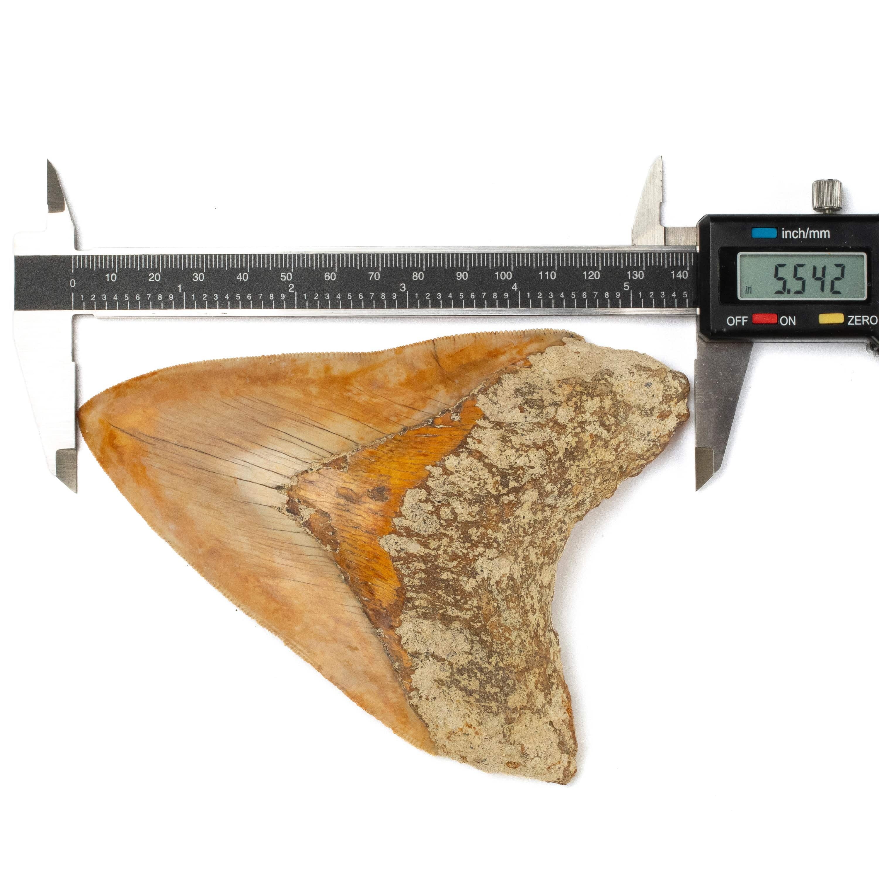 Kalifano Megalodon Teeth Natural Megalodon Tooth from Indonesia - 5.5" IST4800.004