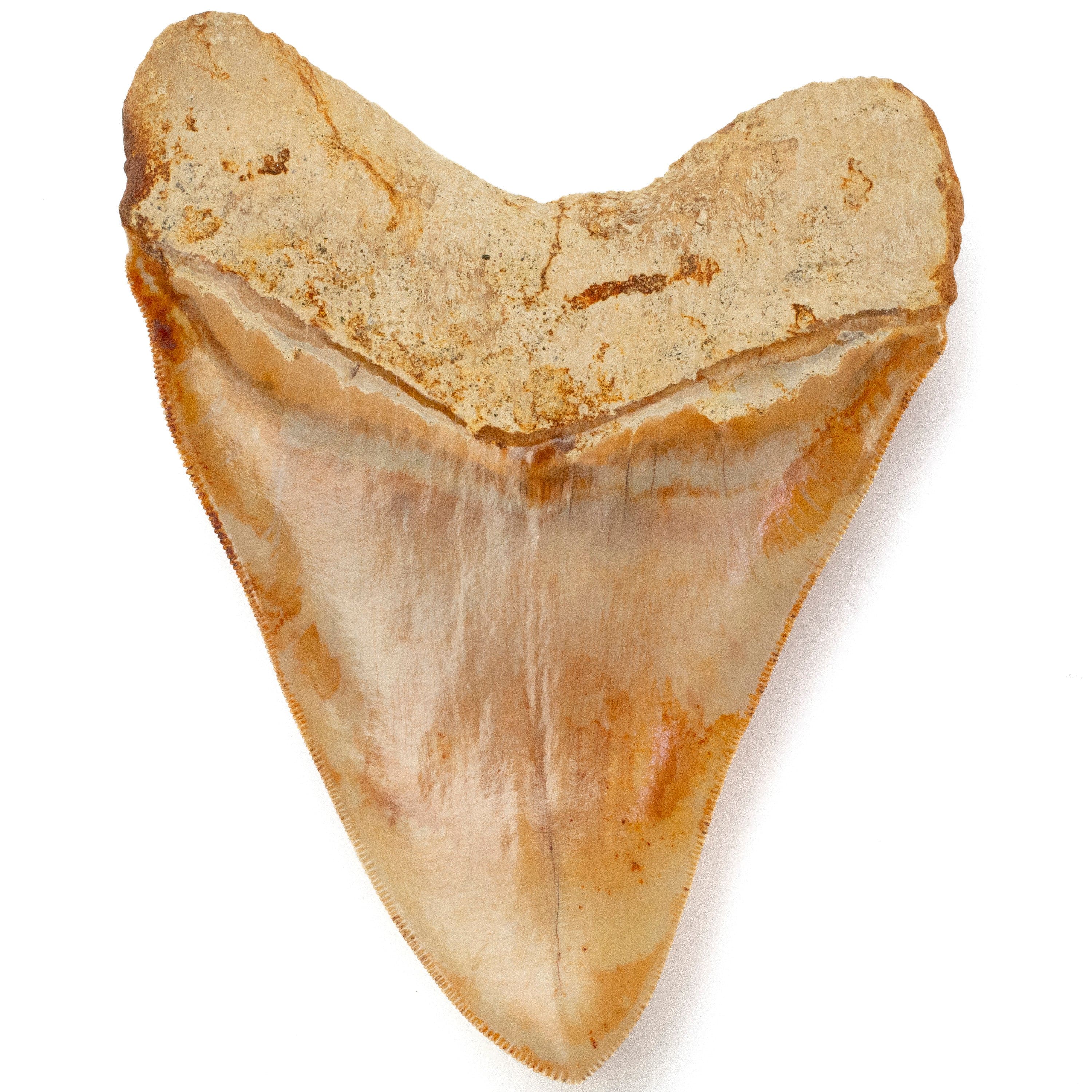 Kalifano Megalodon Teeth Natural Megalodon Tooth from Indonesia - 5.5" IST4800.005