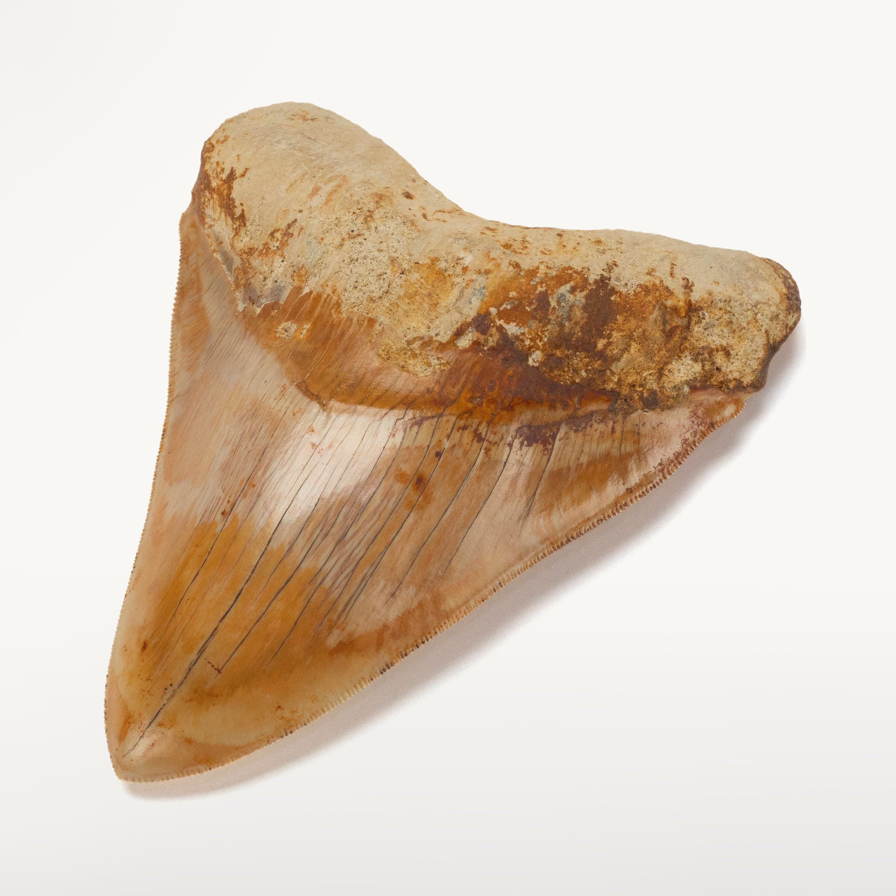 Kalifano Megalodon Teeth Natural Megalodon Tooth from Indonesia - 5.5" IST4800.005