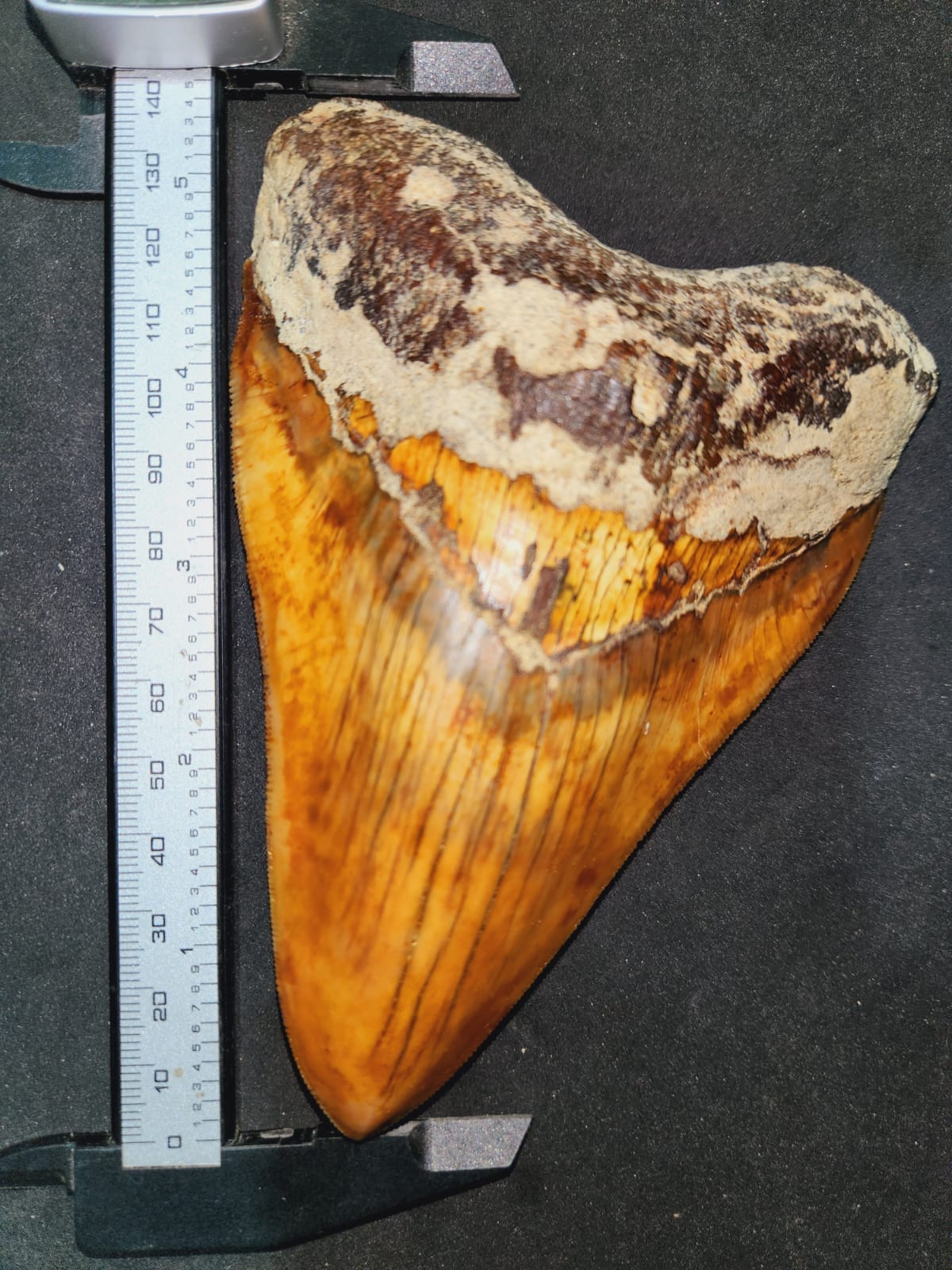Kalifano Megalodon Teeth Natural Megalodon Tooth from Indonesia - 5.58" IST4000.001