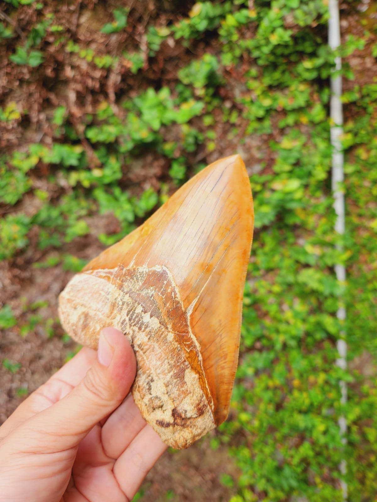 Kalifano Megalodon Teeth Natural Megalodon Tooth from Indonesia - 5.6" IST4000.004