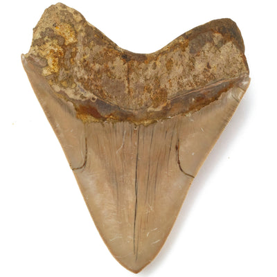 Kalifano Megalodon Teeth Natural Megalodon Tooth from Indonesia - 5.6" IST5800.002