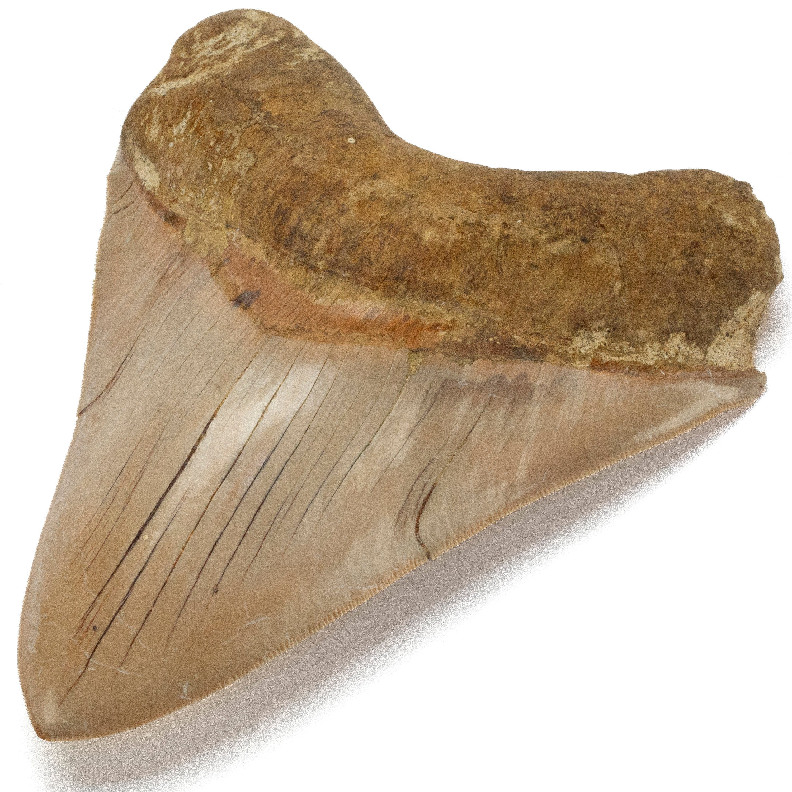 Kalifano Megalodon Teeth Natural Megalodon Tooth from Indonesia - 5.6" IST5800.002