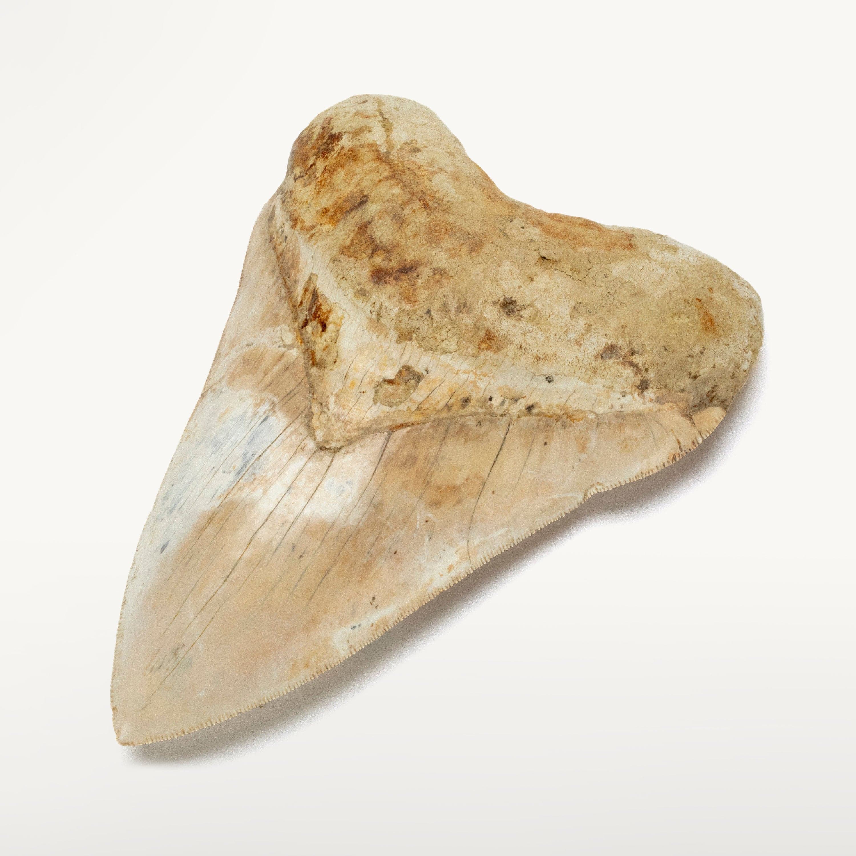 Kalifano Megalodon Teeth Natural Megalodon Tooth from Indonesia - 5.6" IST5800.004