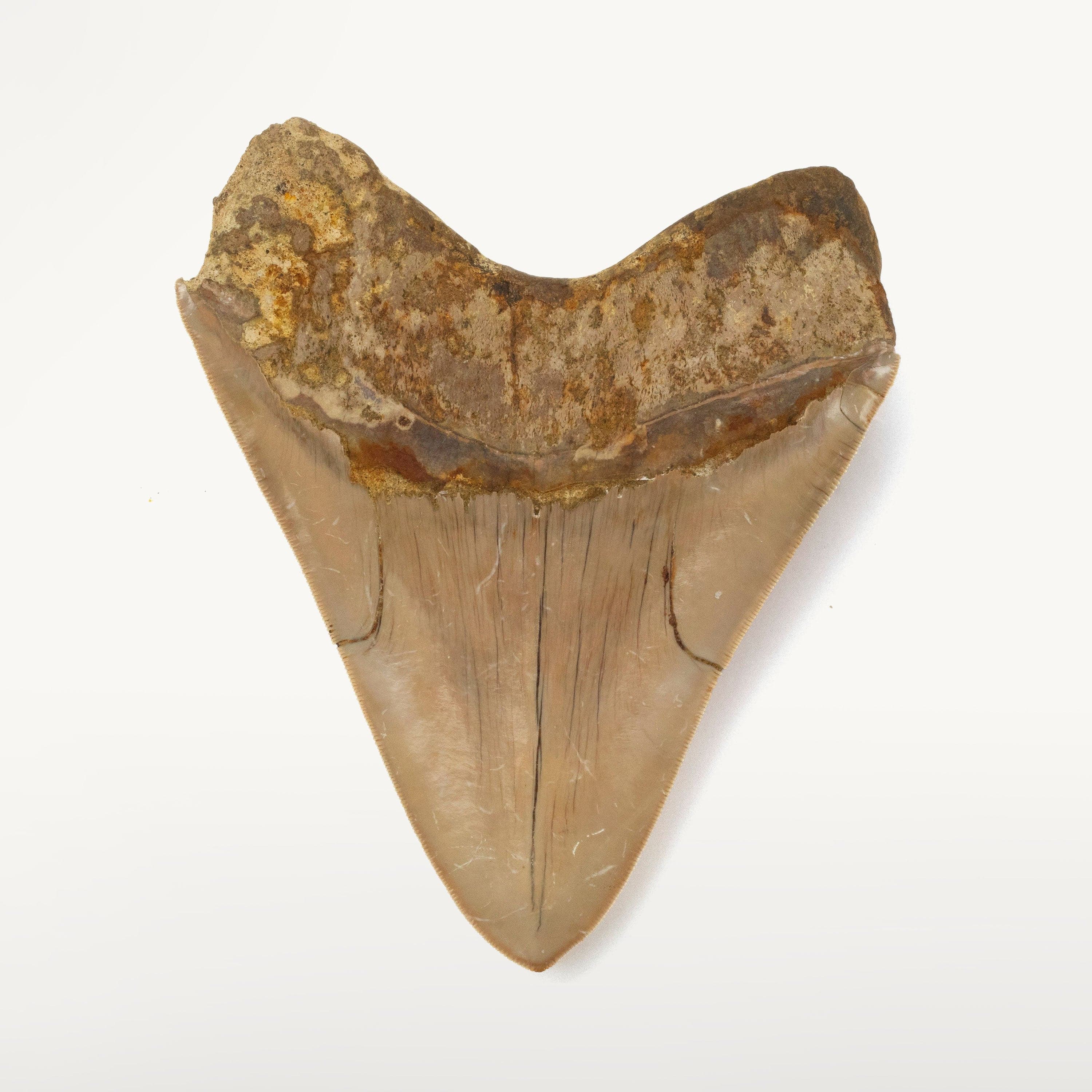 Kalifano Megalodon Teeth Natural Megalodon Tooth from Indonesia - 5.7" IST5800.006