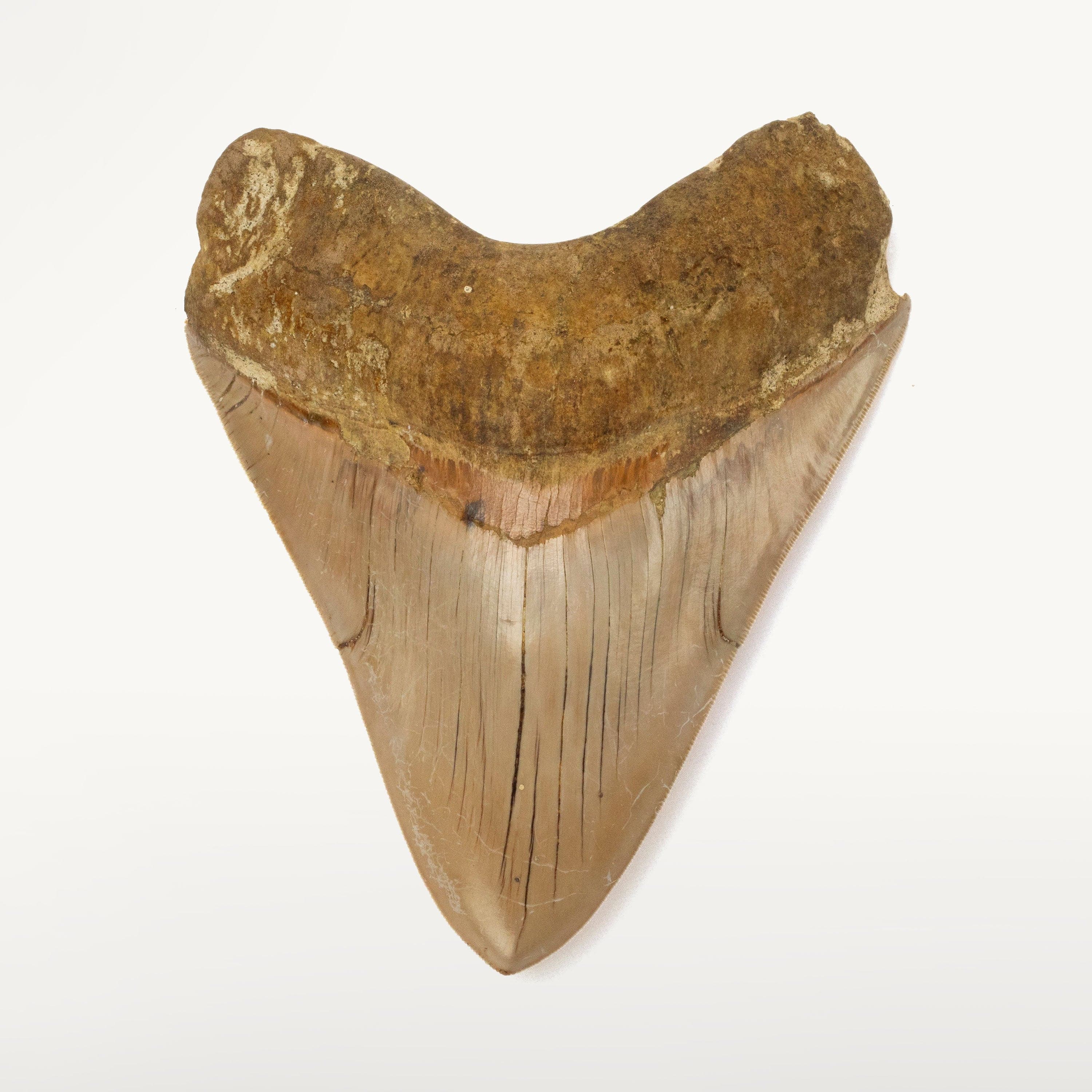 Kalifano Megalodon Teeth Natural Megalodon Tooth from Indonesia - 5.7" IST5800.006